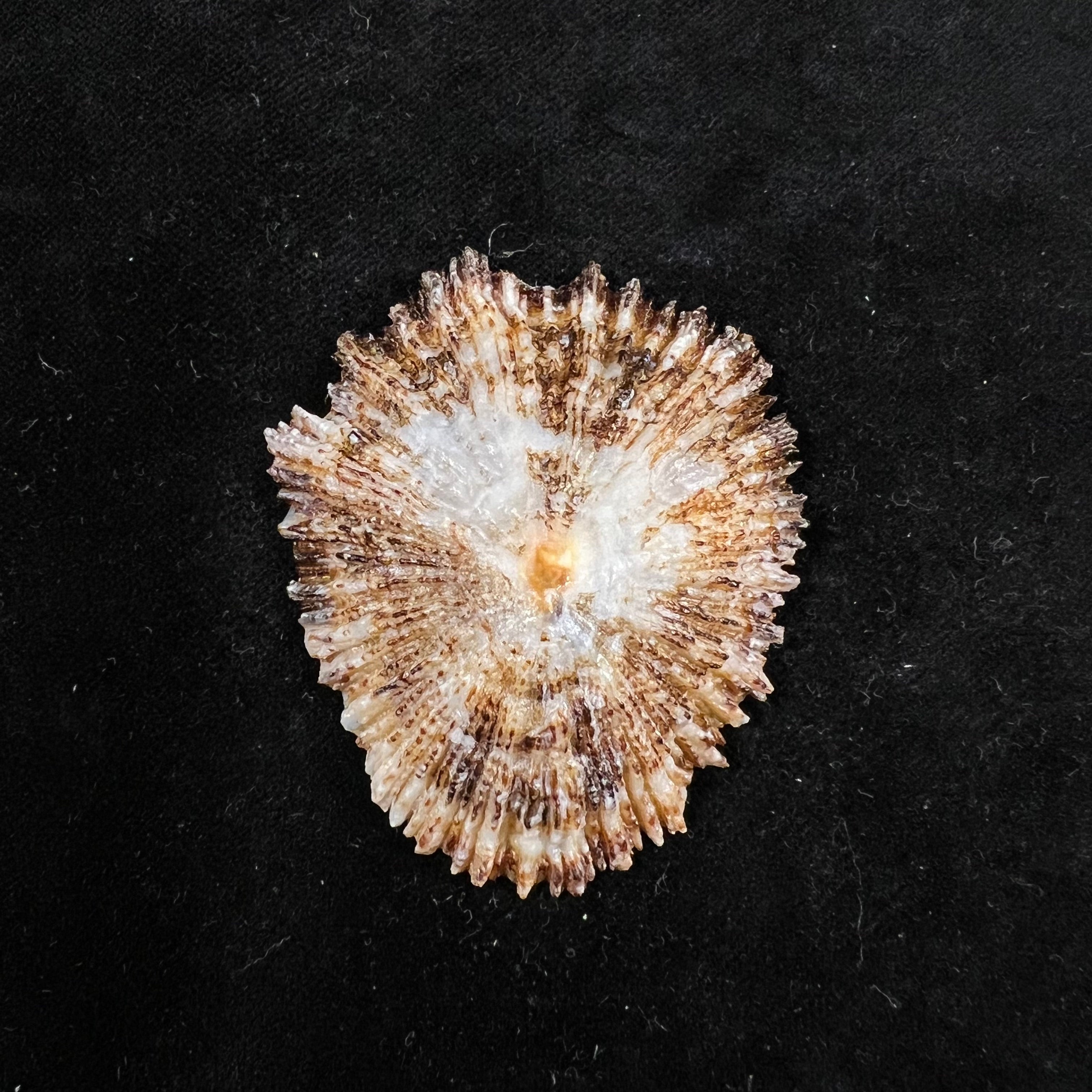 Patella aspera Röding, 1798 - 61,3mm