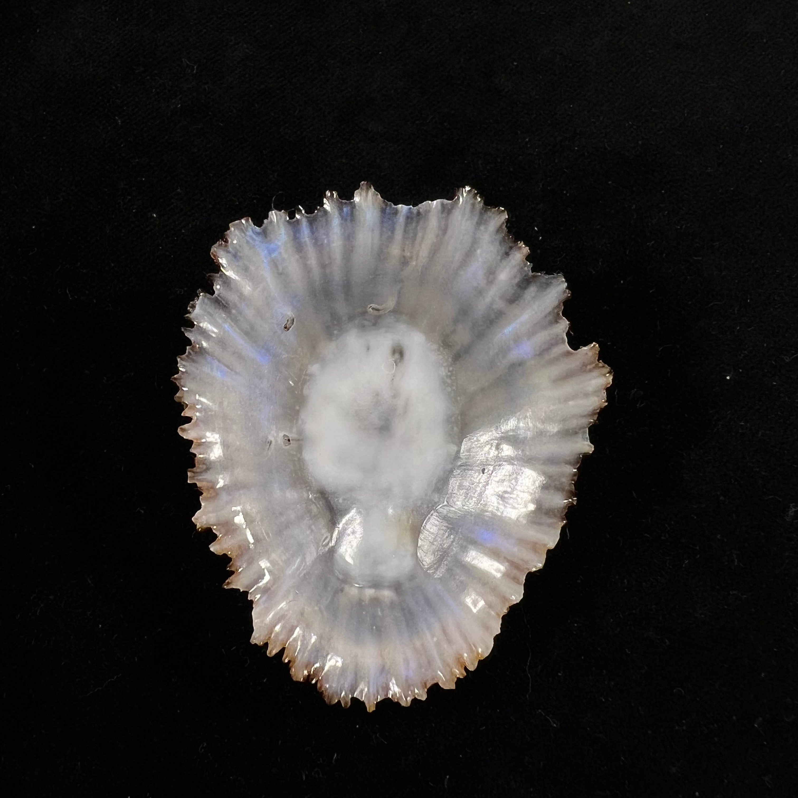 Patella aspera Röding, 1798 - 61,3mm