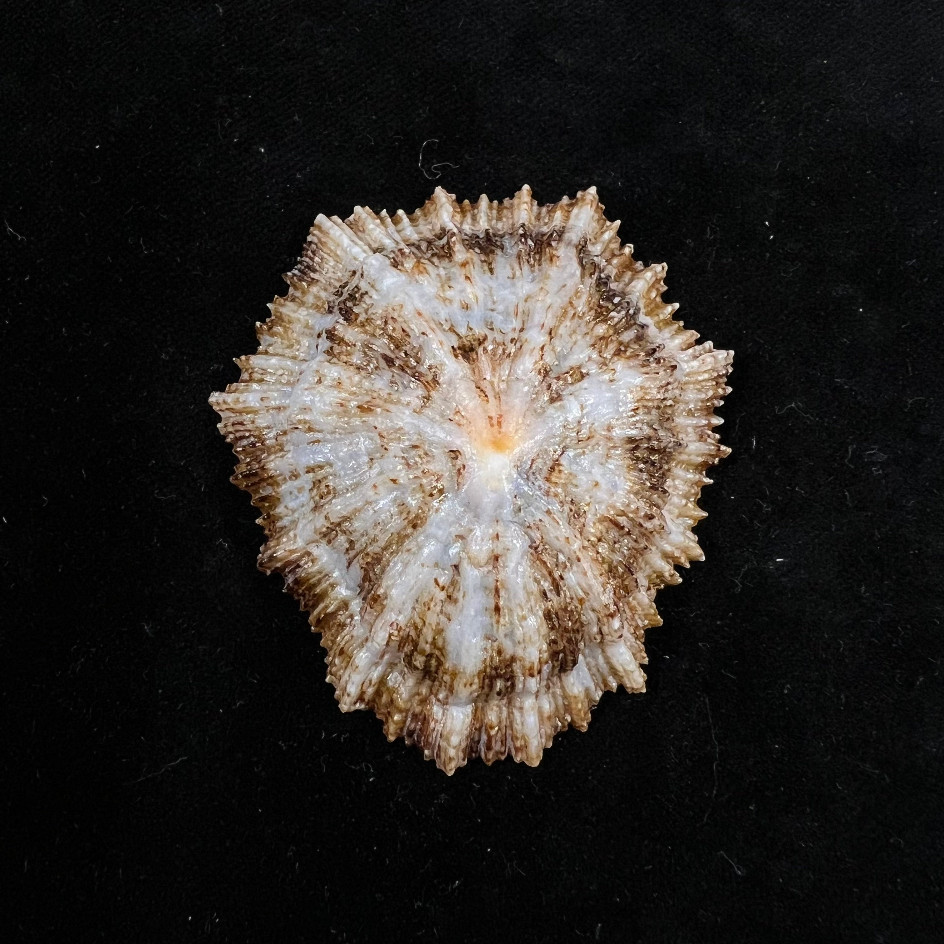 Patella aspera Röding, 1798 - 62,4mm