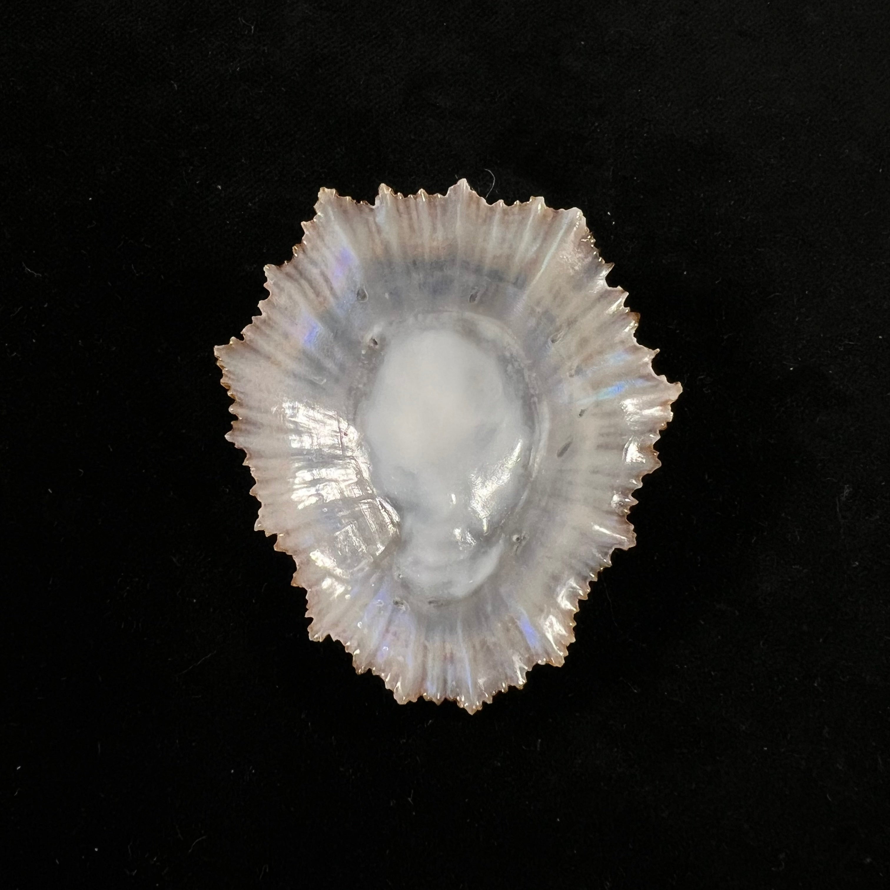 Patella aspera Röding, 1798 - 62,4mm