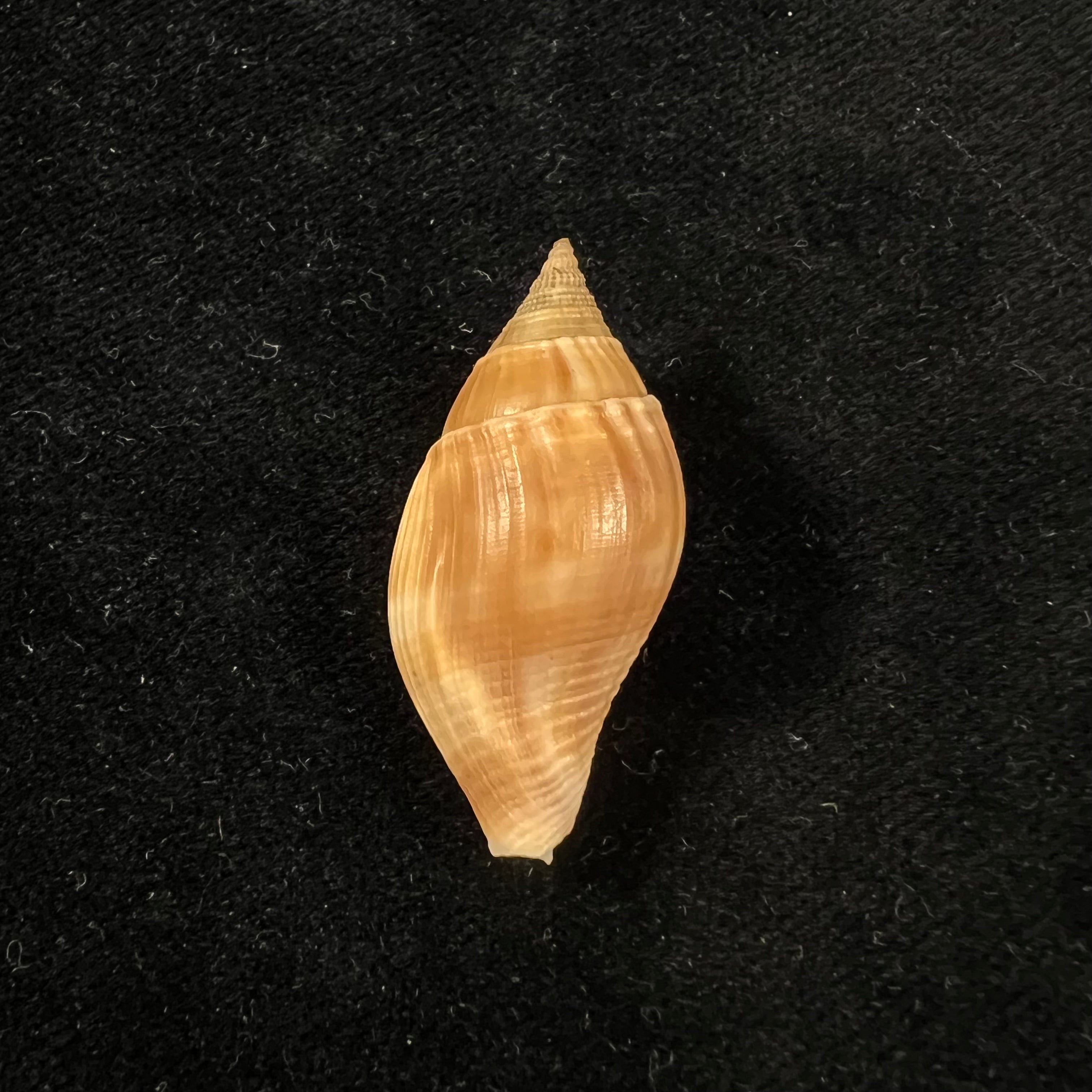 Metula cumingii A. Adams, 1853 - 33,7毫米