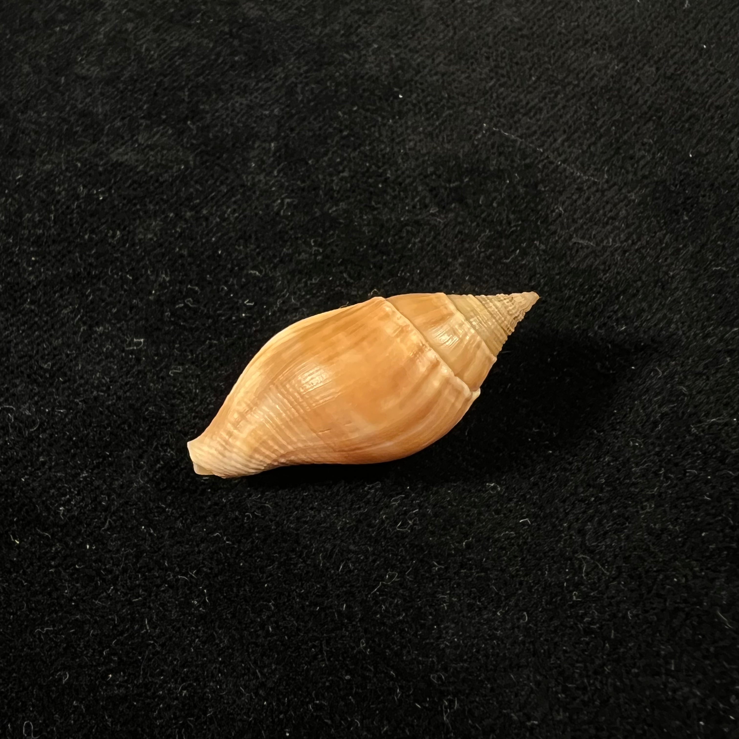 Metula cumingii A. Adams, 1853 - 33,7毫米