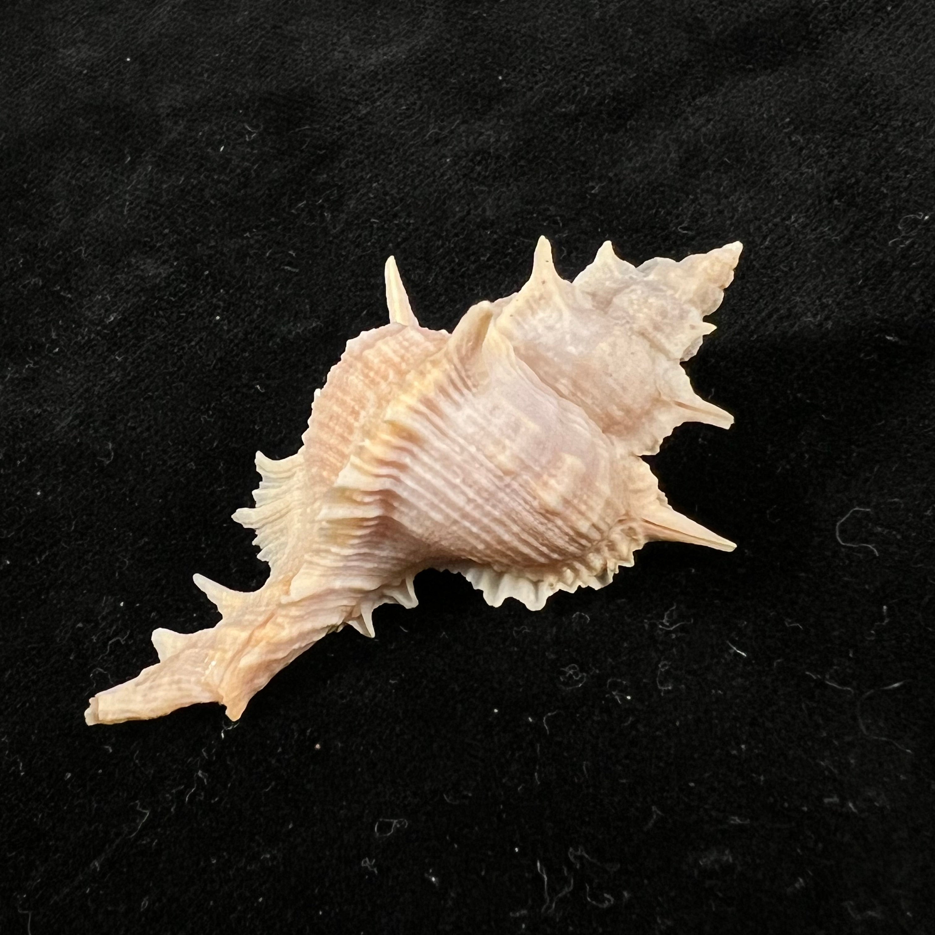 Siratus formosus (G. B. Sowerby II, 1841) - 53mm