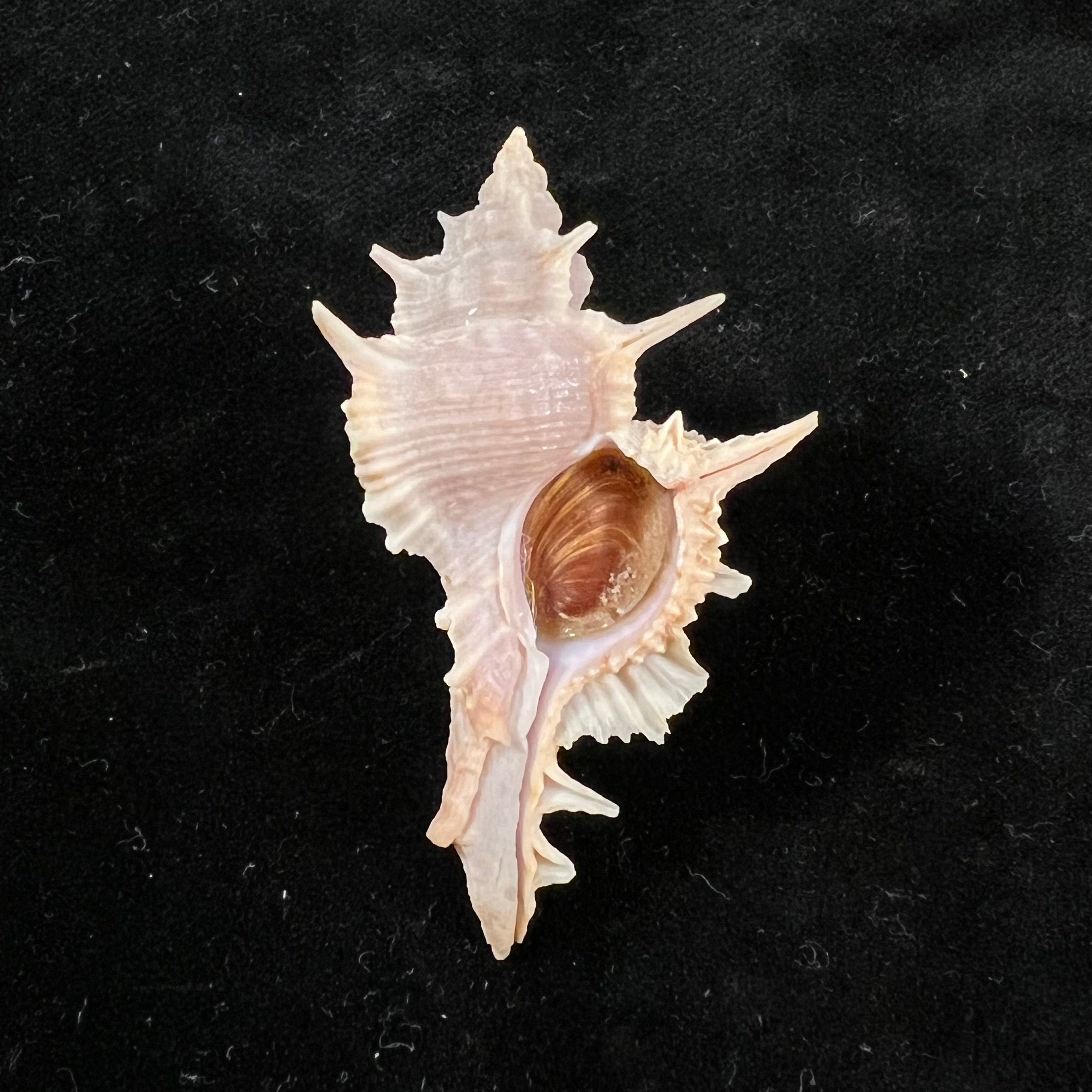 Siratus formosus (G. B. Sowerby II, 1841) - 53mm
