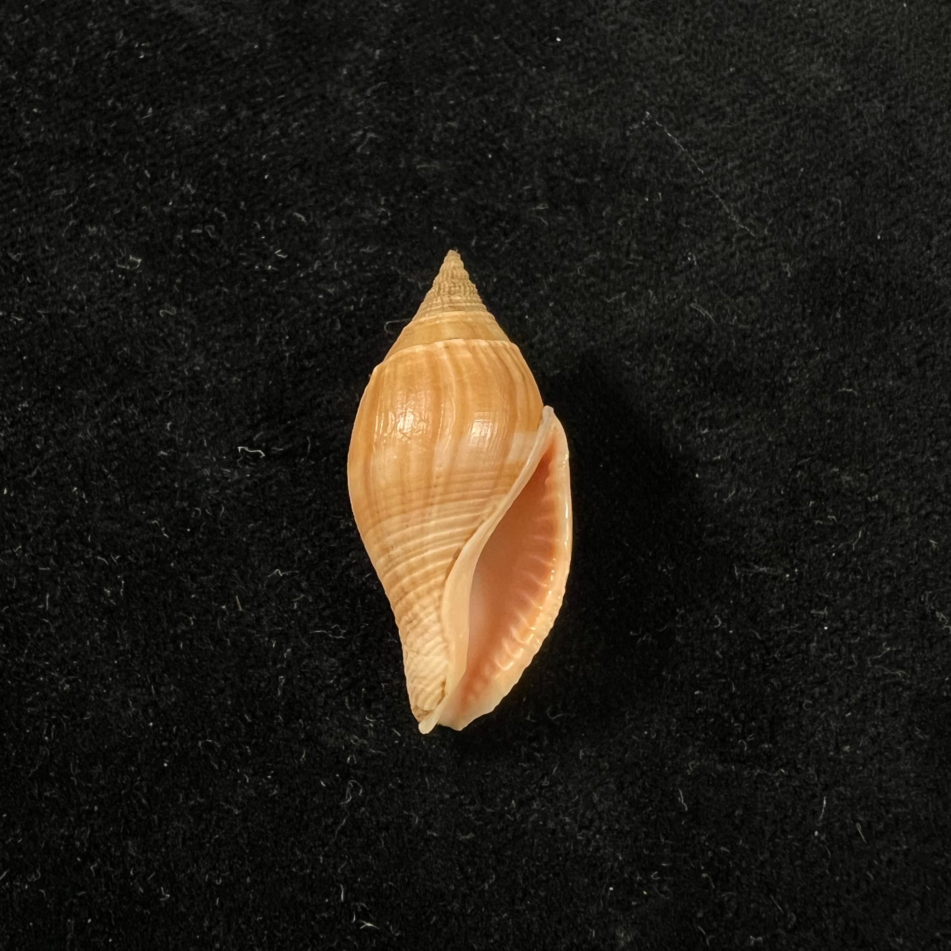 Metula cumingii A. Adams, 1853 - 33,7毫米