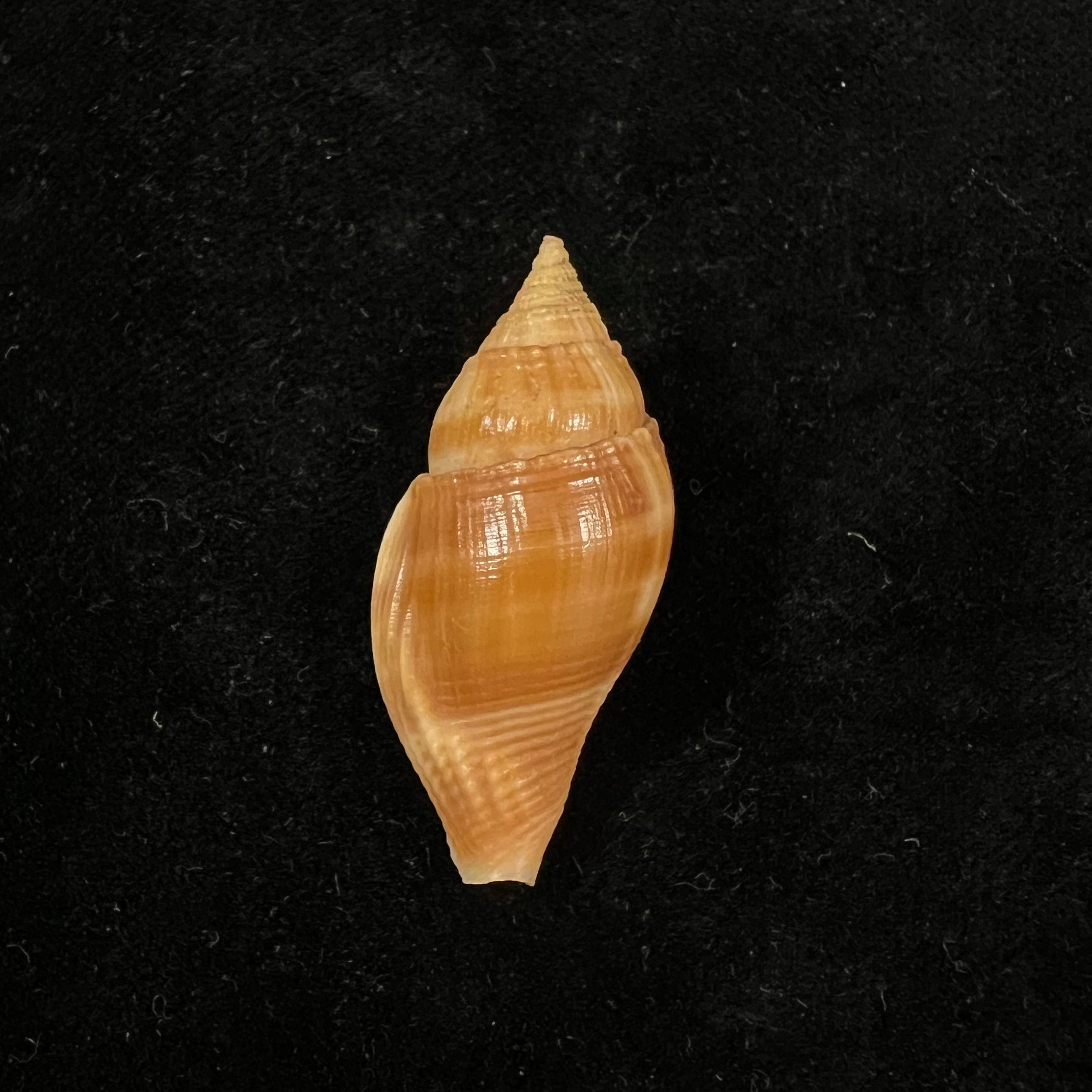 Metula cumingii A. Adams, 1853 - 38,7毫米