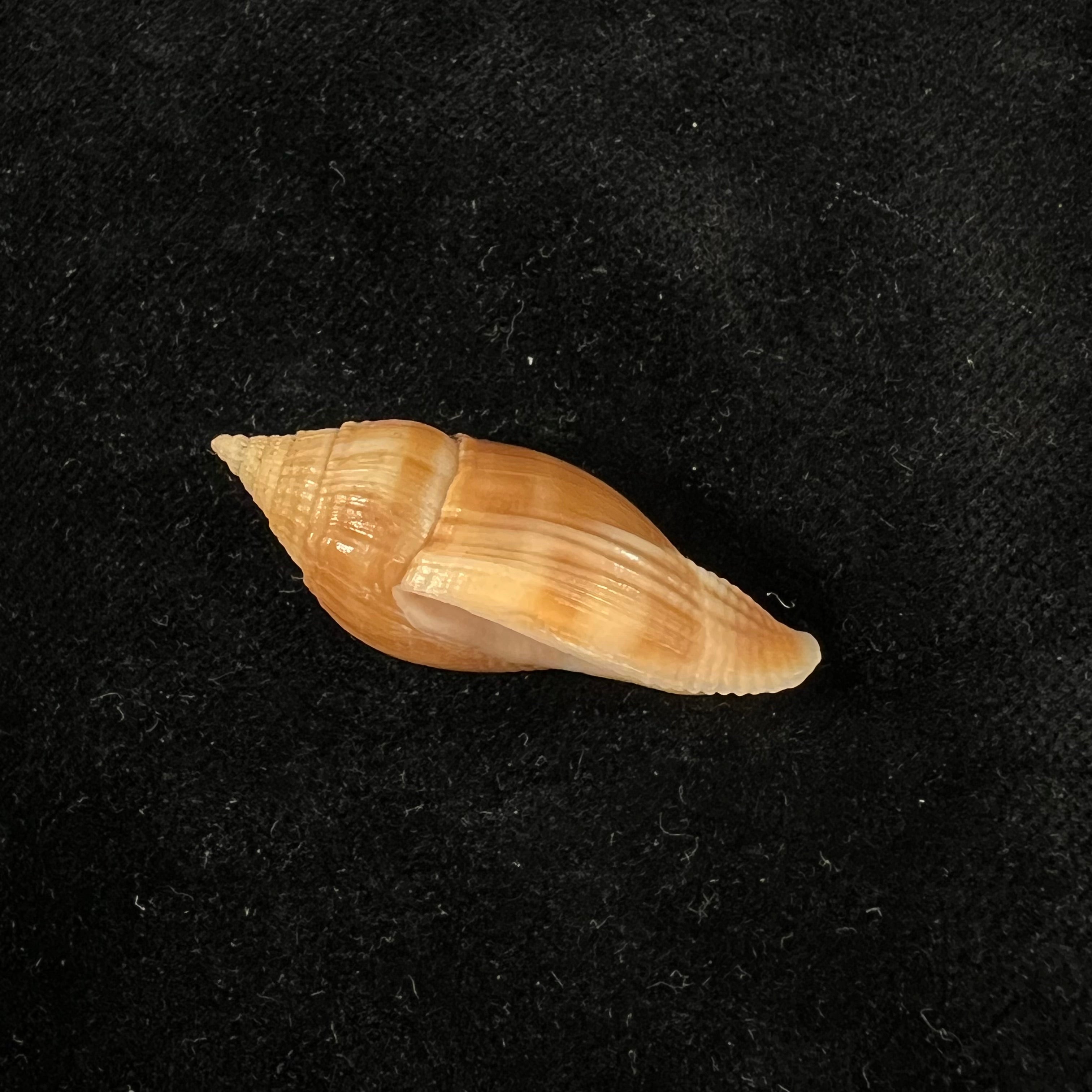 Metula cumingii A. Adams, 1853 - 38,7毫米