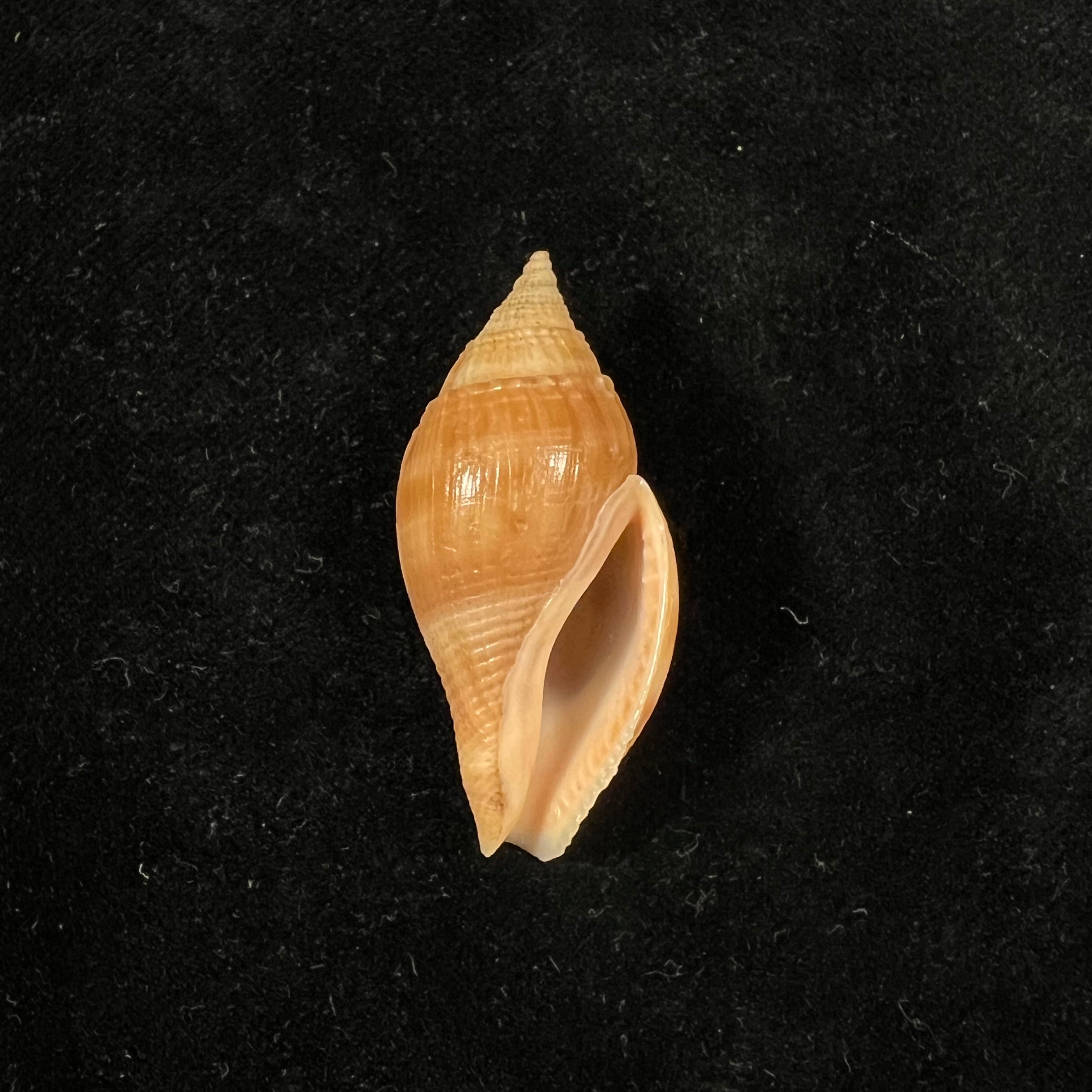 Metula cumingii A. Adams, 1853 - 38,7毫米