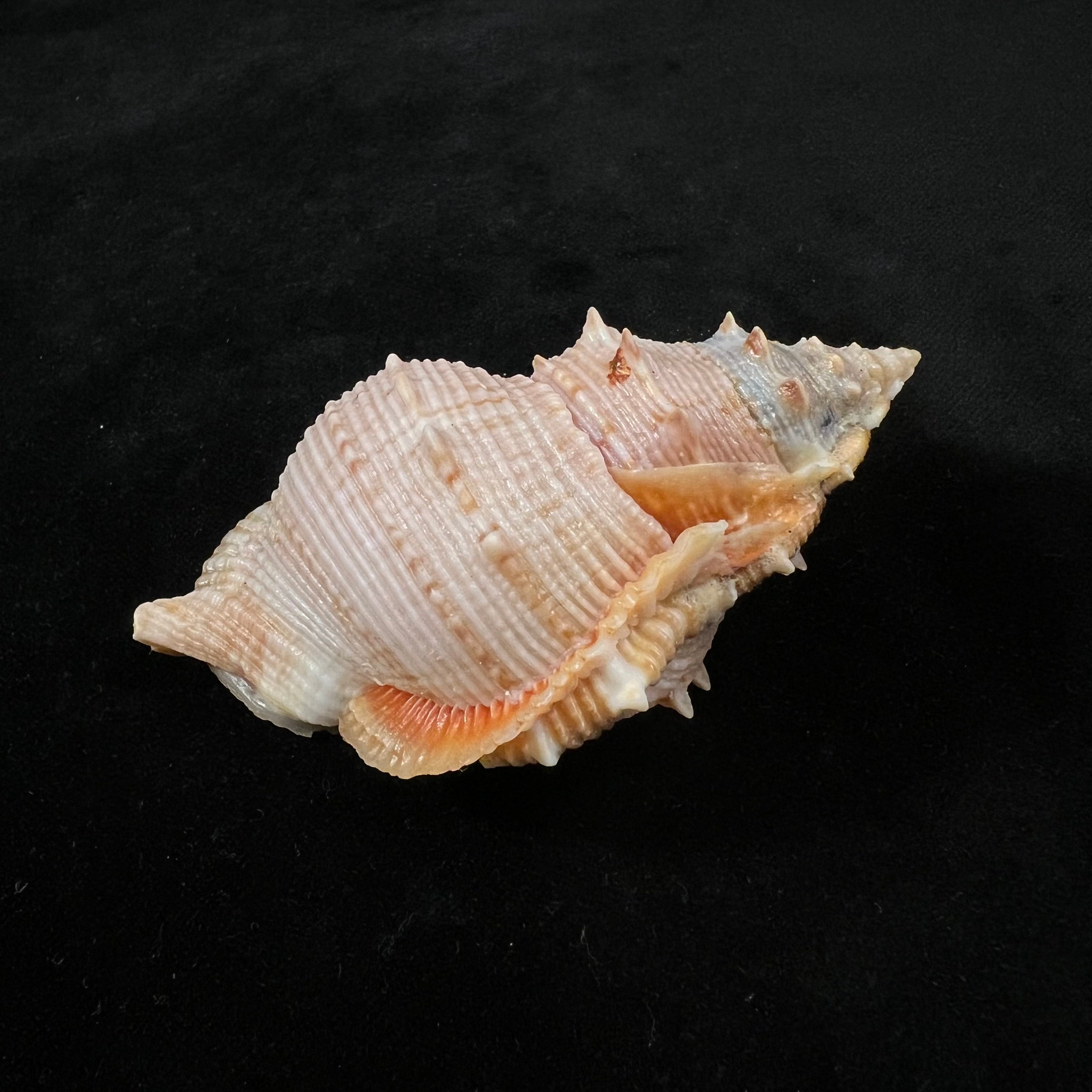 Bufonaria foliata (Broderip, 1825) - 91,7mm