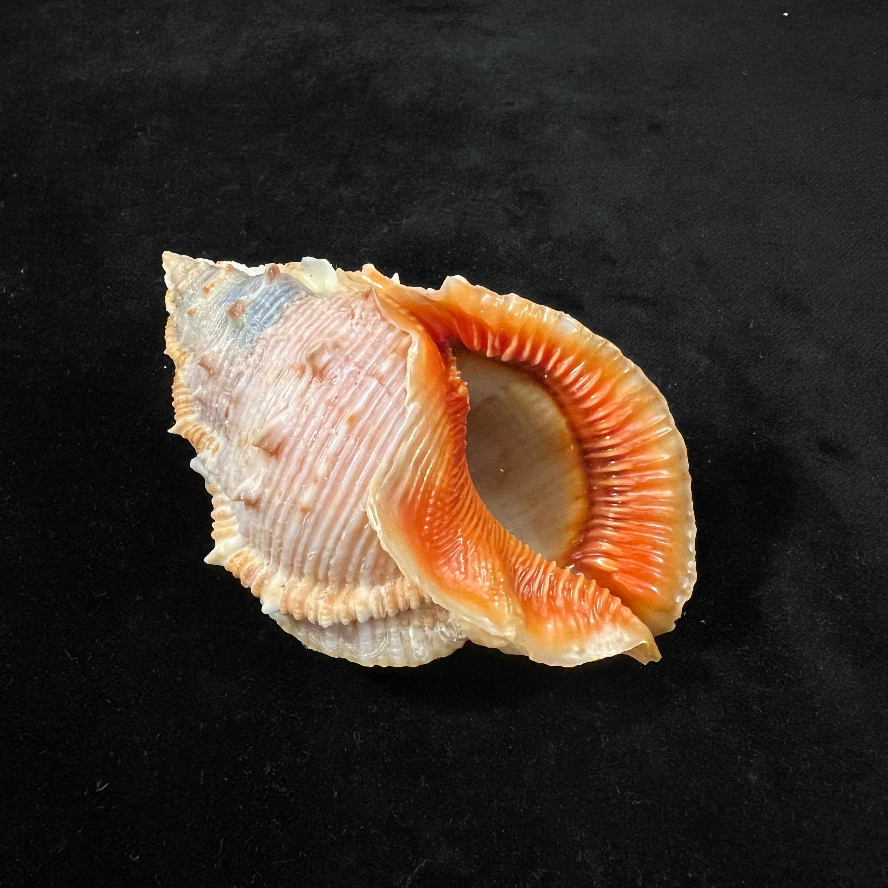 Bufonaria foliata (Broderip, 1825) - 91,7mm