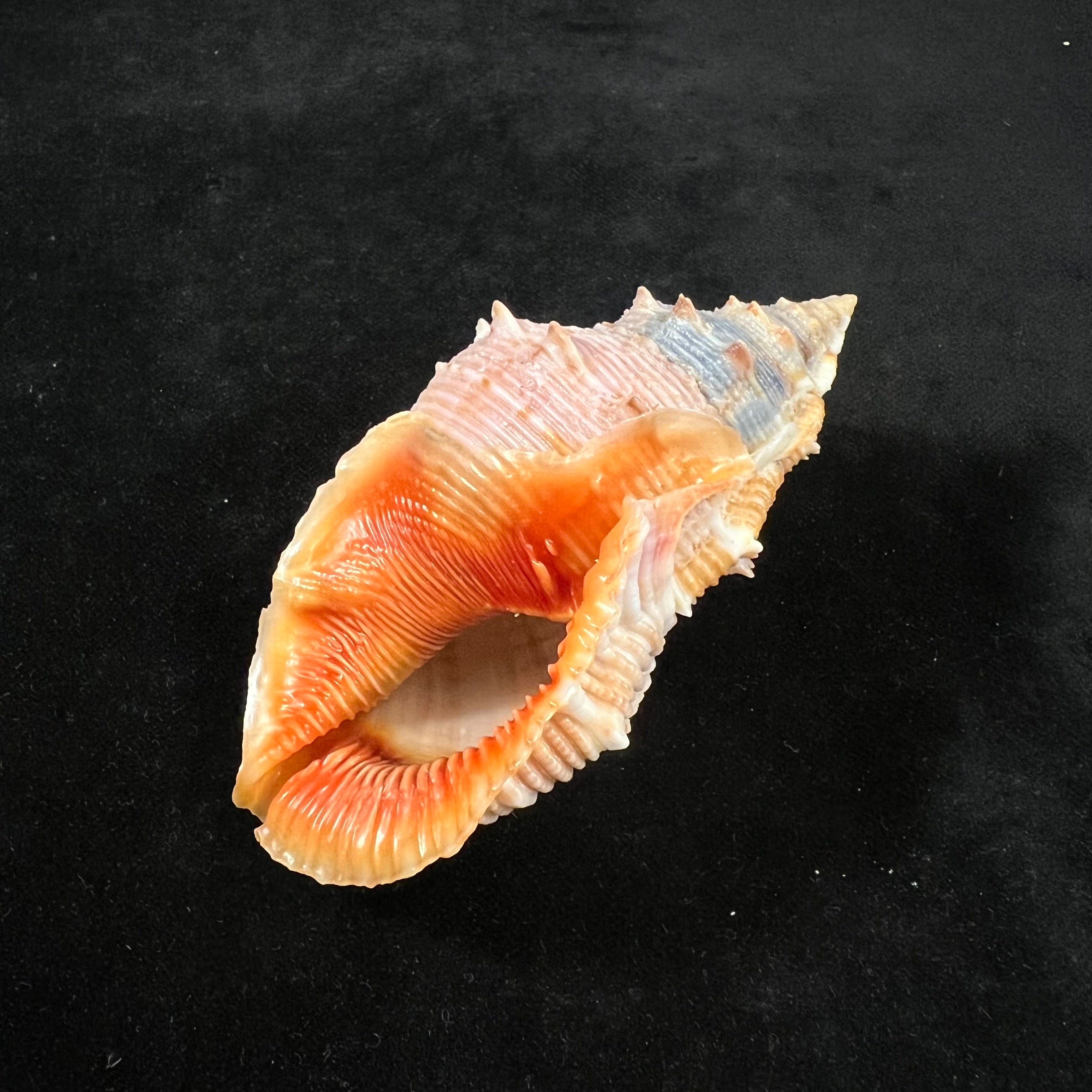 Bufonaria foliata (Broderip, 1825) - 91,7mm