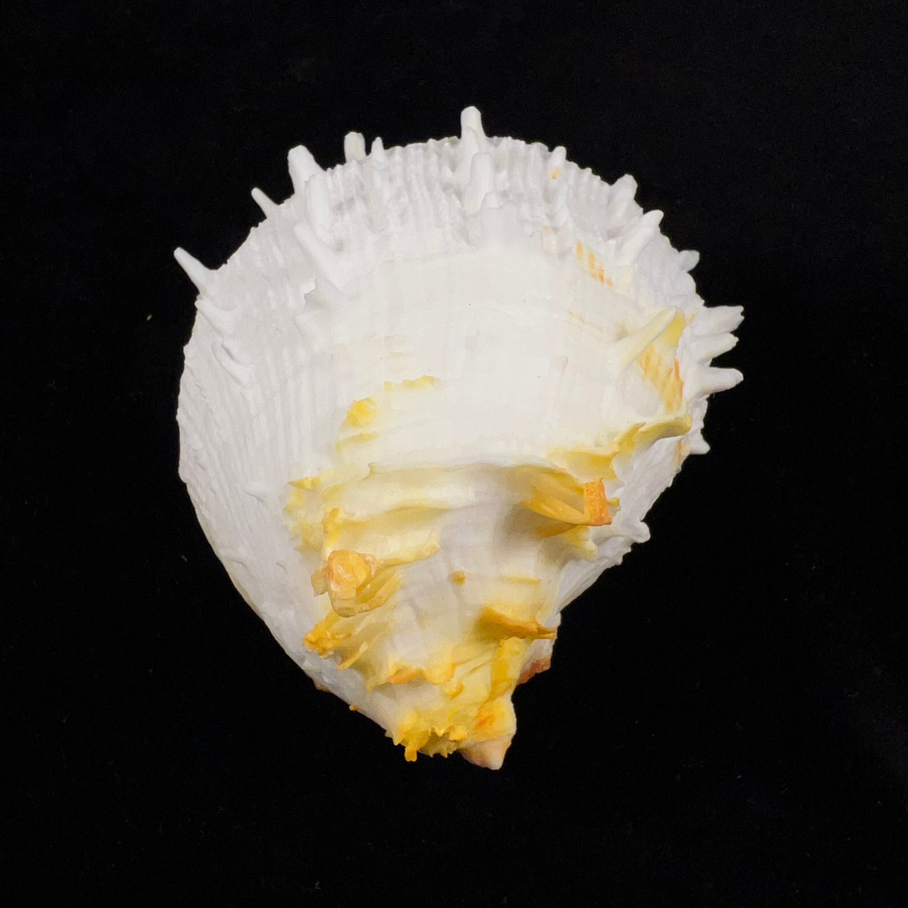 Spondylus ictericus Reeve, 1856 - 89,8mm