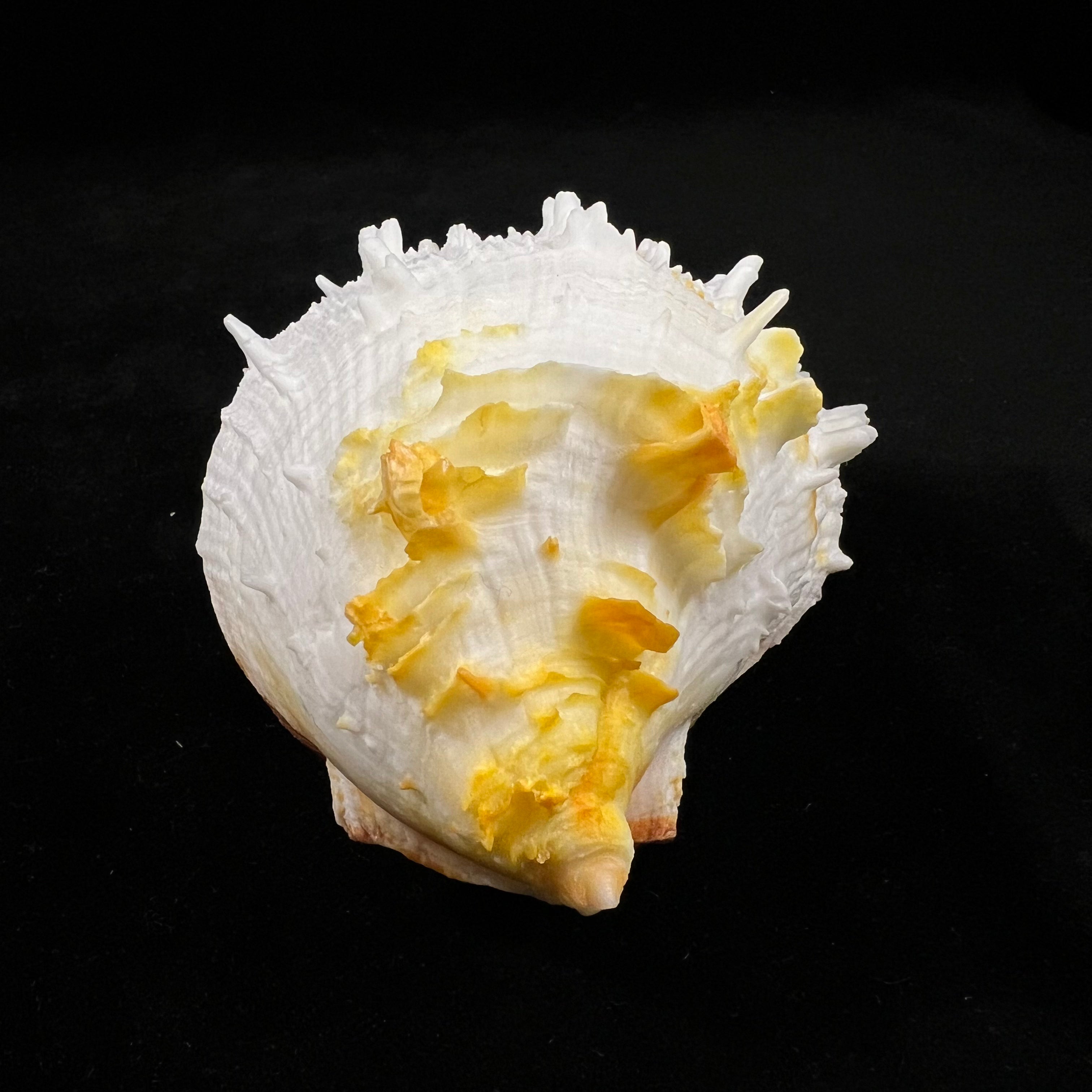 Spondylus ictericus Reeve, 1856 - 89,8mm