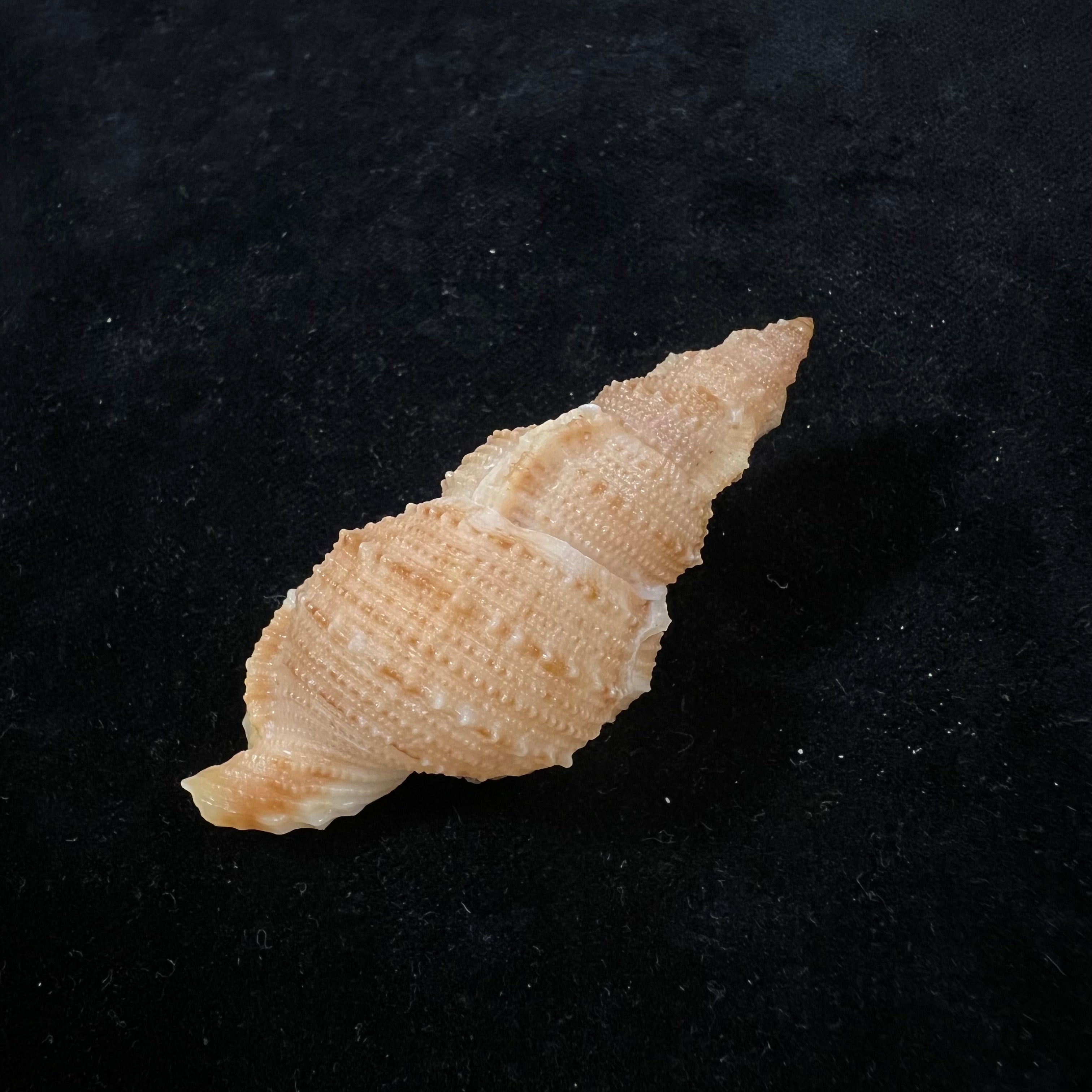 Tritonoranella natalensis (Coelho & Matthews, 1970) - 63,6mm