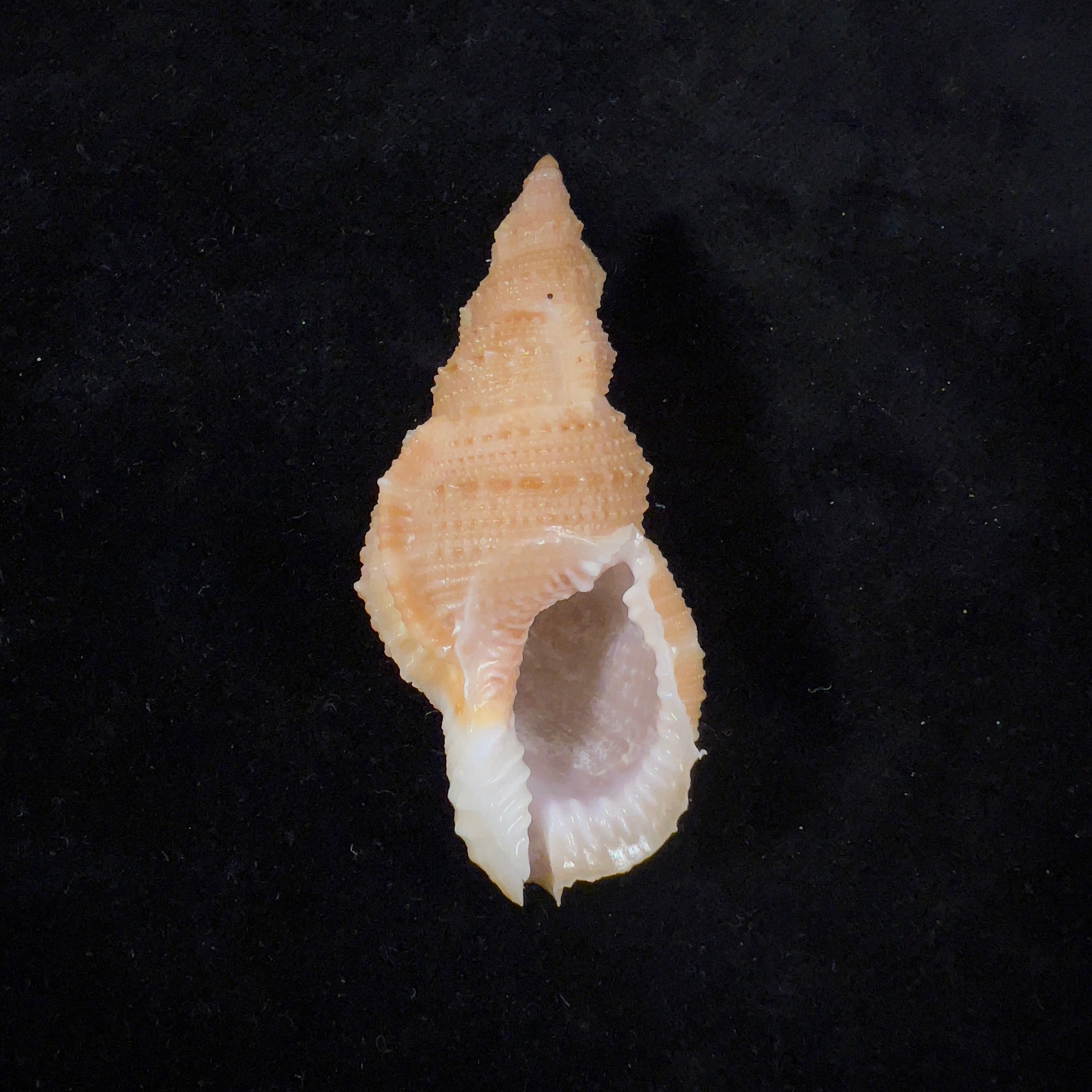 Tritonoranella natalensis (Coelho & Matthews, 1970) - 63,6mm