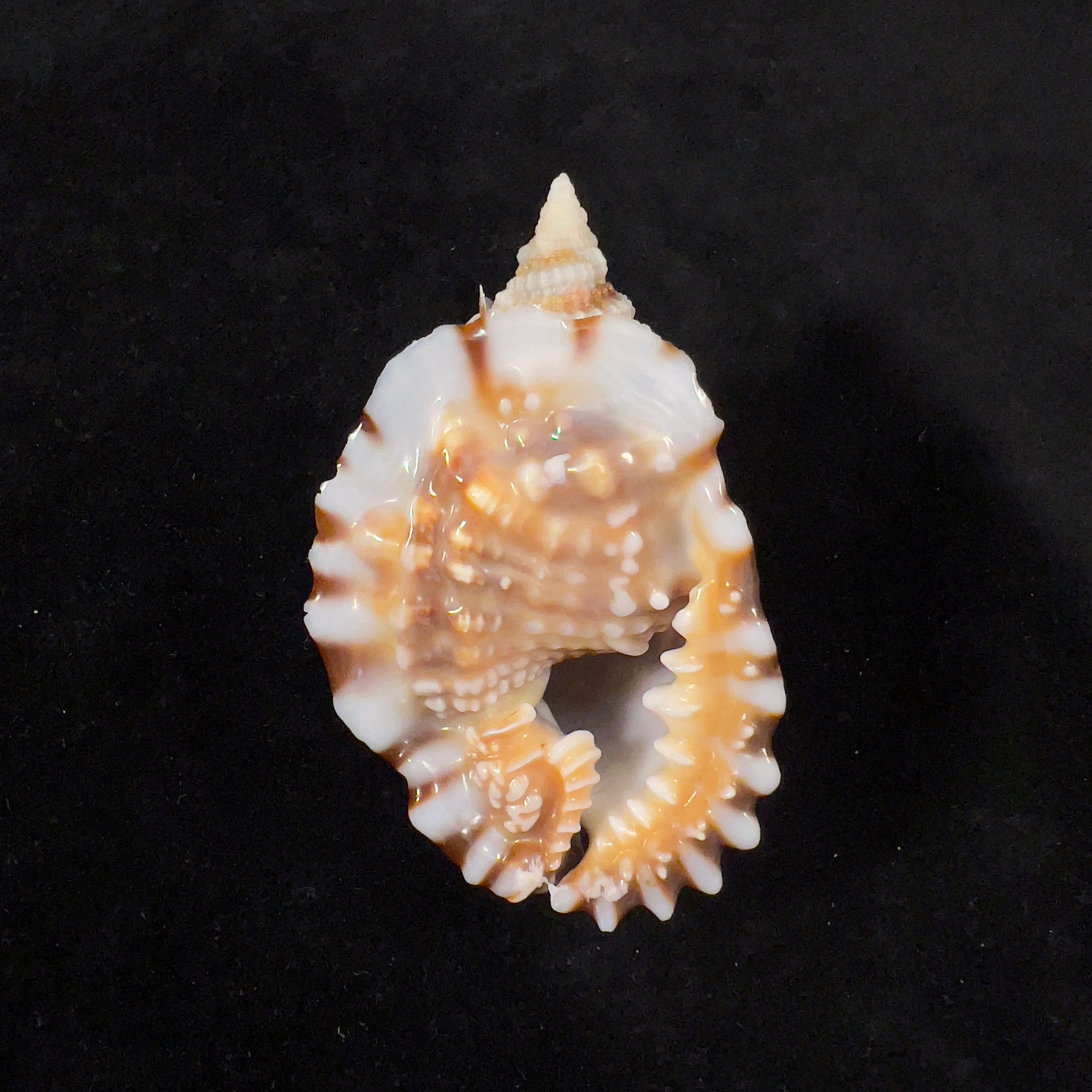 Distorsio anus (Linnaeus, 1758) - 69,6mm