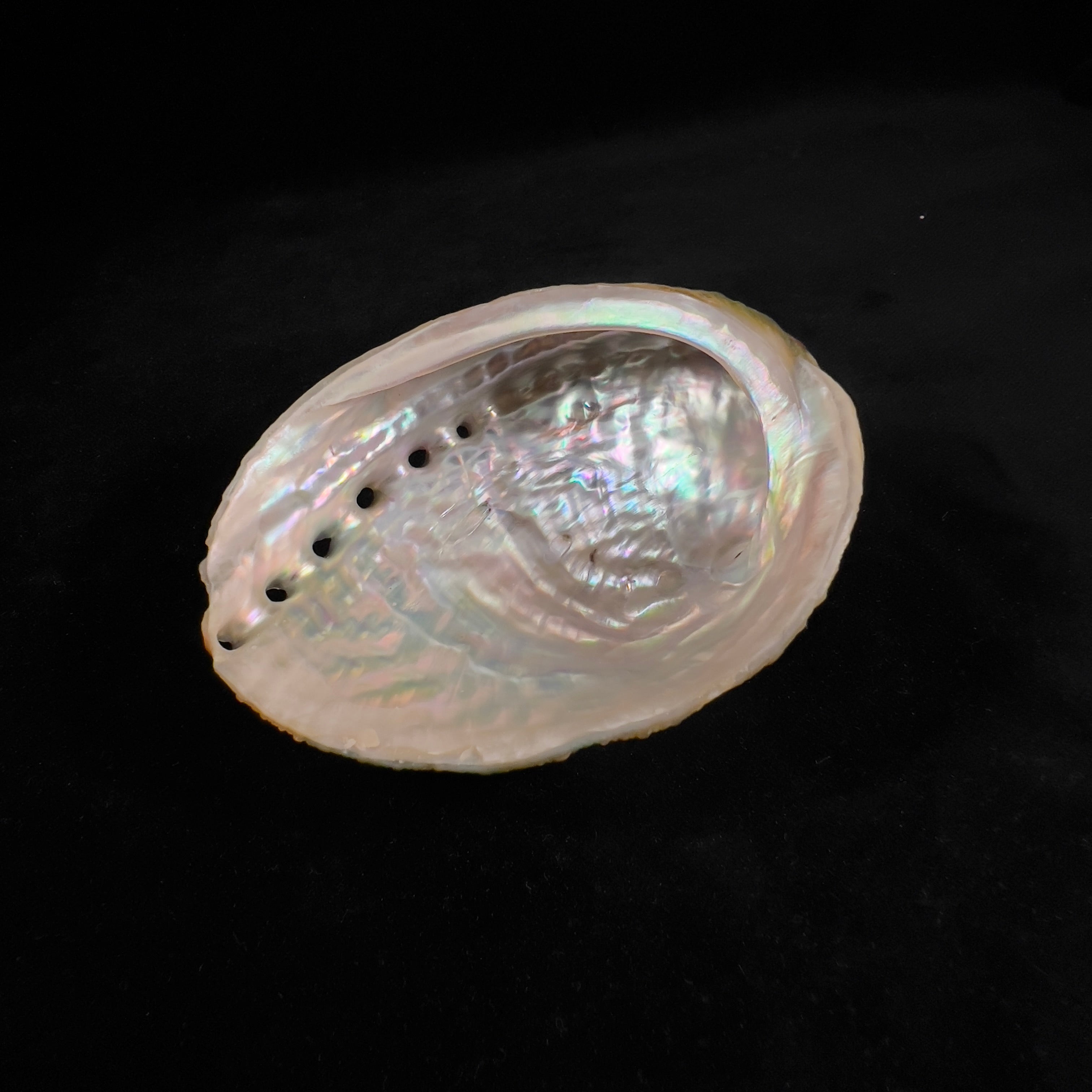 Haliotis kamtschatkana assimilis Dall, 1878 - 100mm