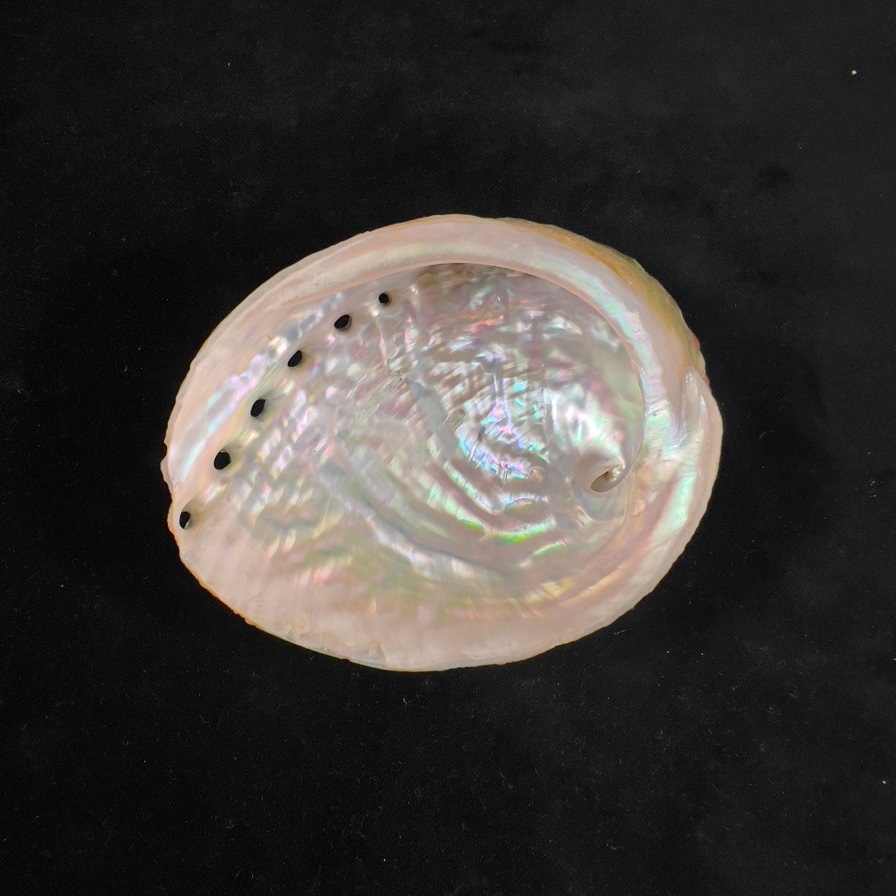 Haliotis kamtschatkana assimilis Dall, 1878 - 100mm