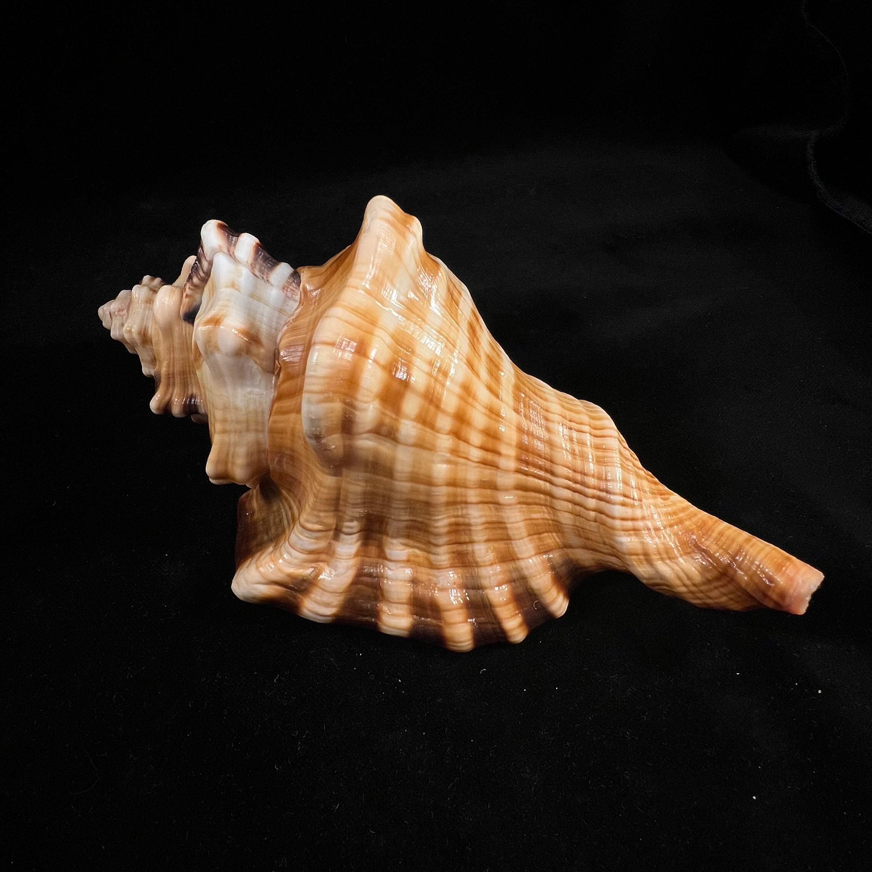 Cymatium ranzanii (Bianconi, 1850) - 174,5mm