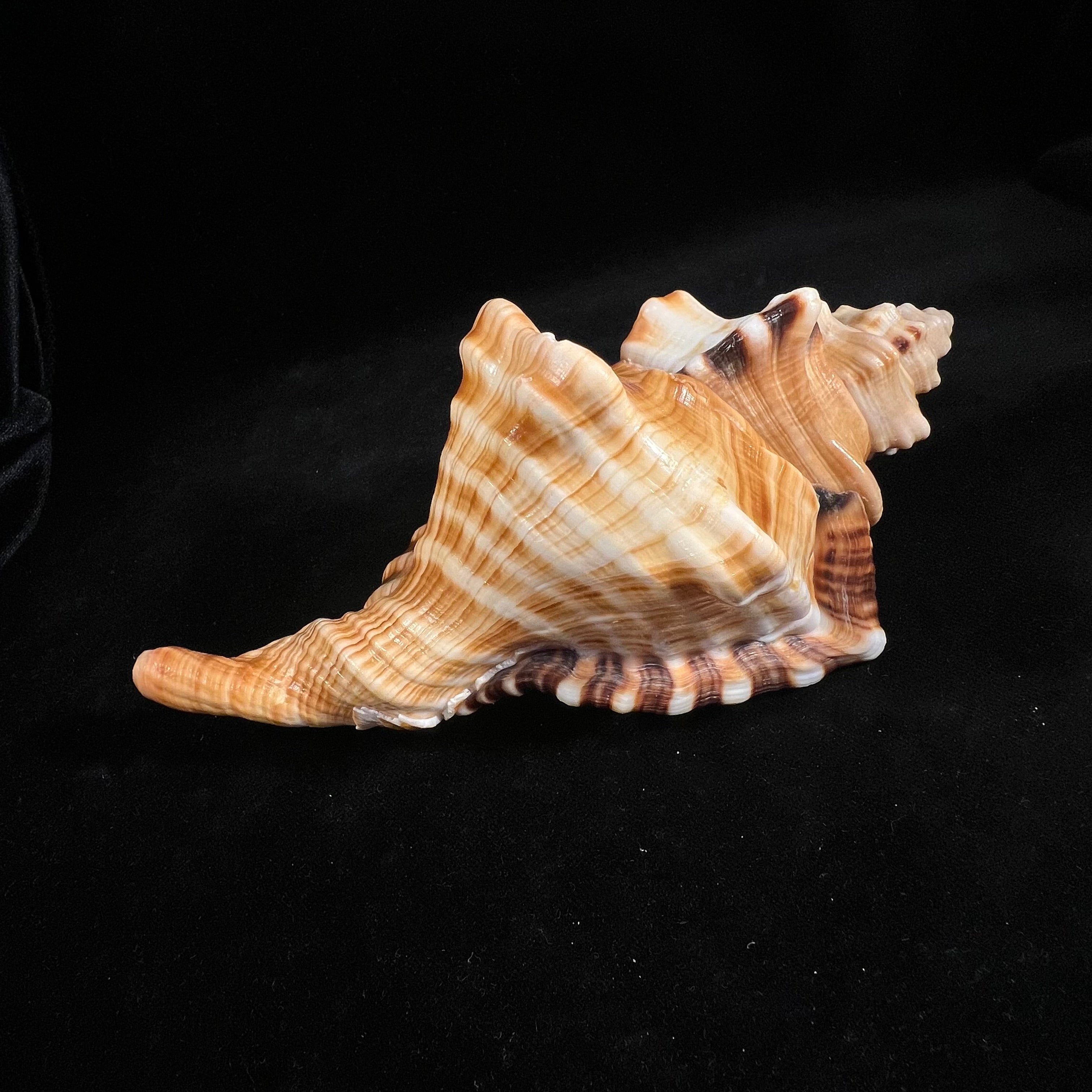 Cymatium ranzanii (Bianconi, 1850) - 174,5mm