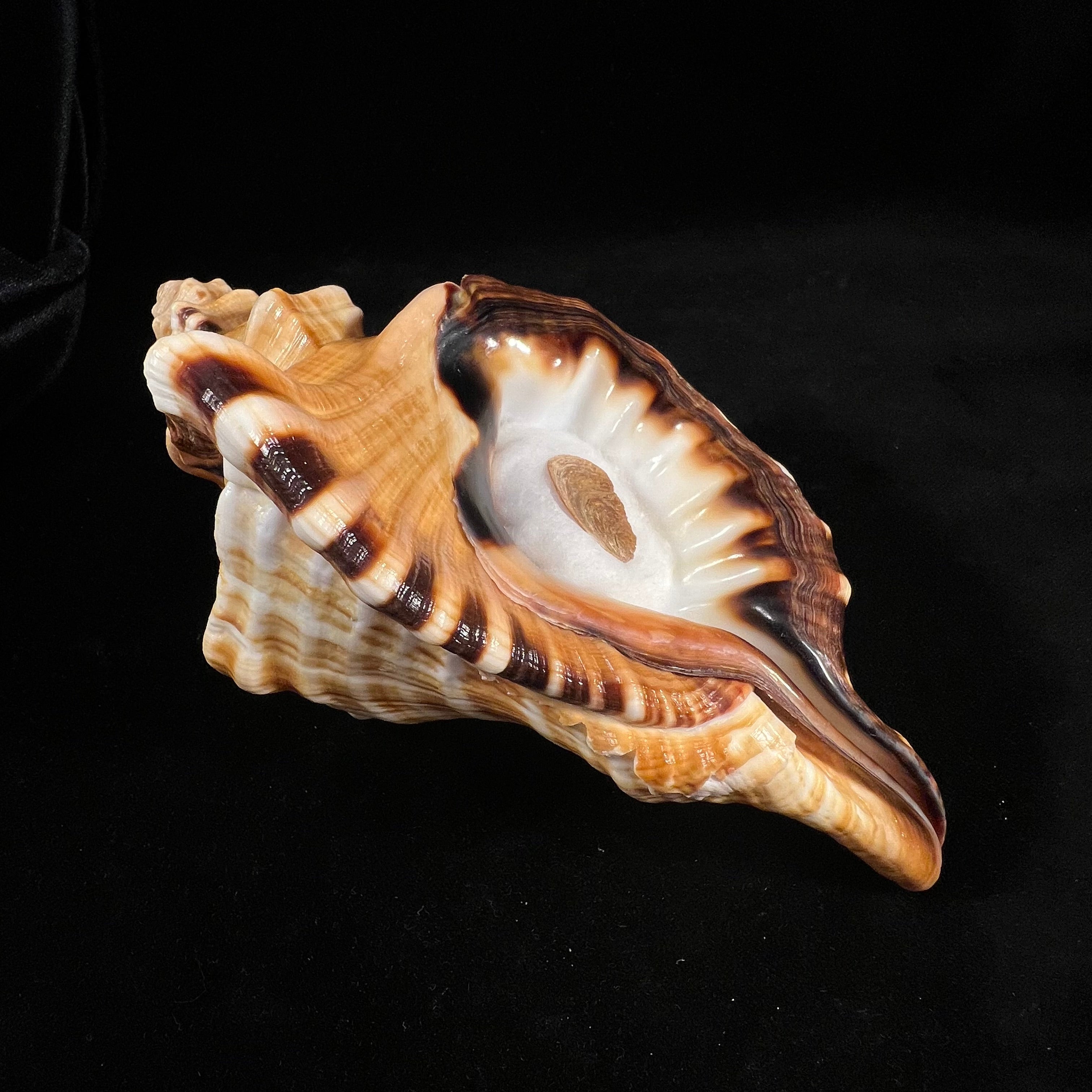 Cymatium ranzanii (Bianconi, 1850) - 174,5mm