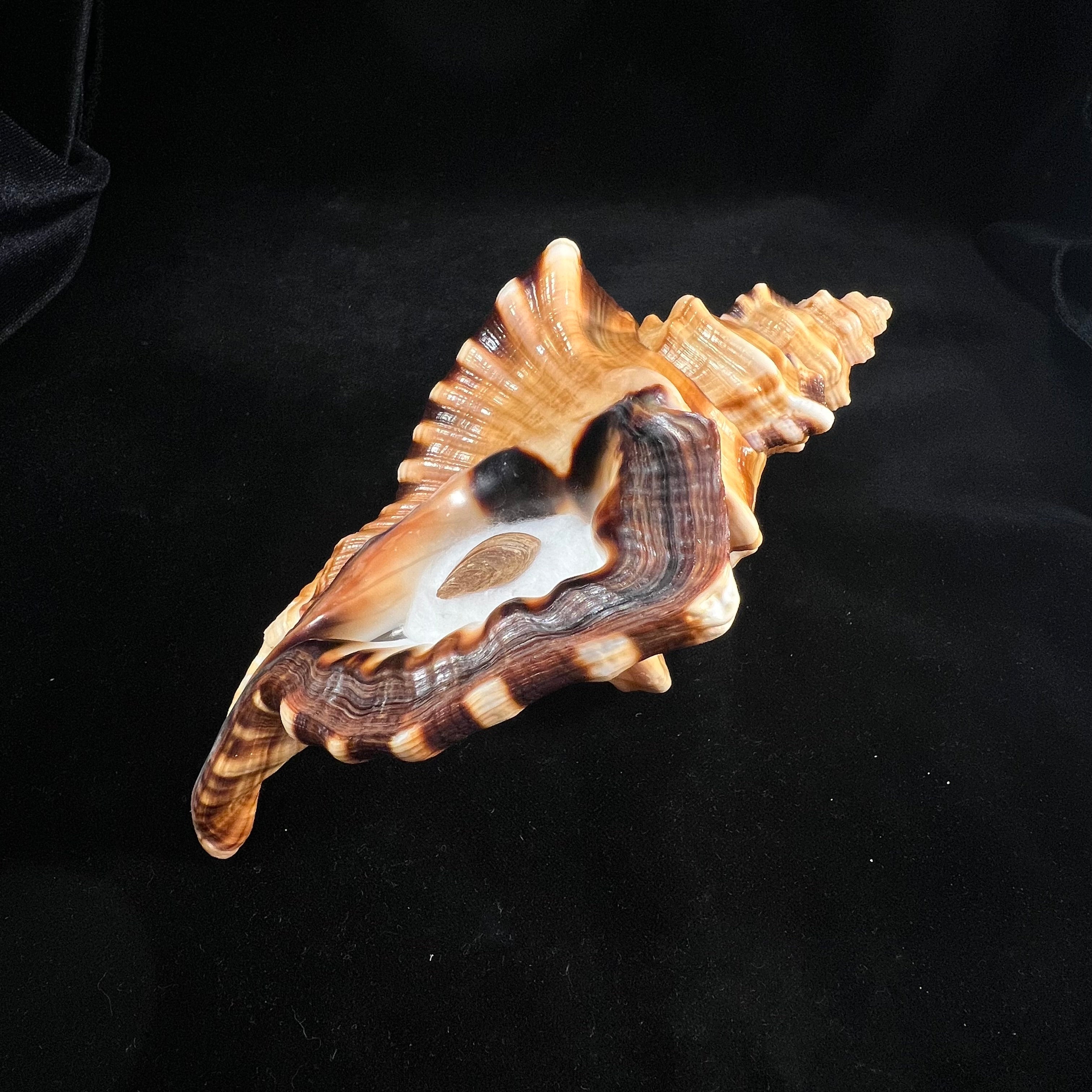 Cymatium ranzanii (Bianconi, 1850) - 174,5mm