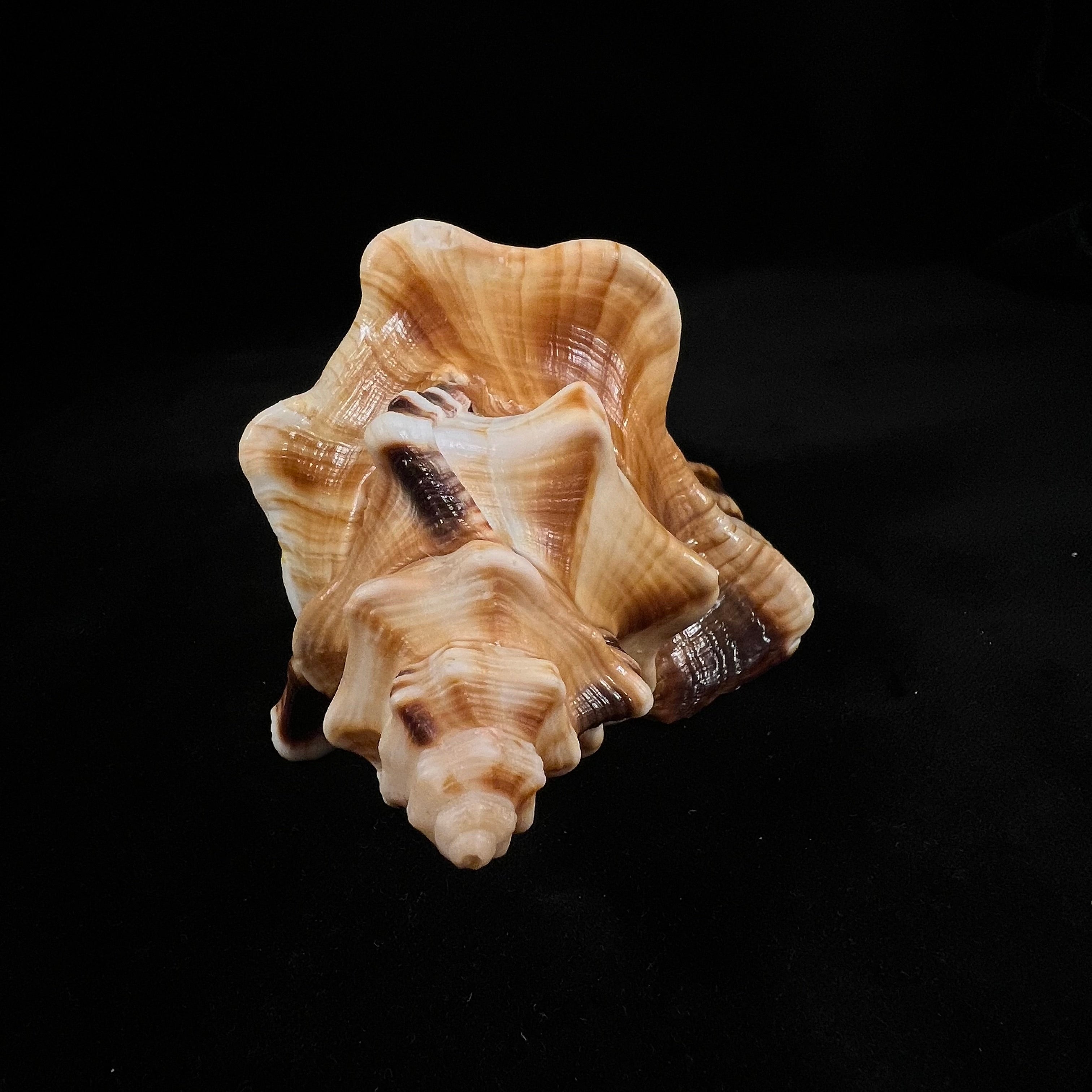 Cymatium ranzanii (Bianconi, 1850) - 174,5mm