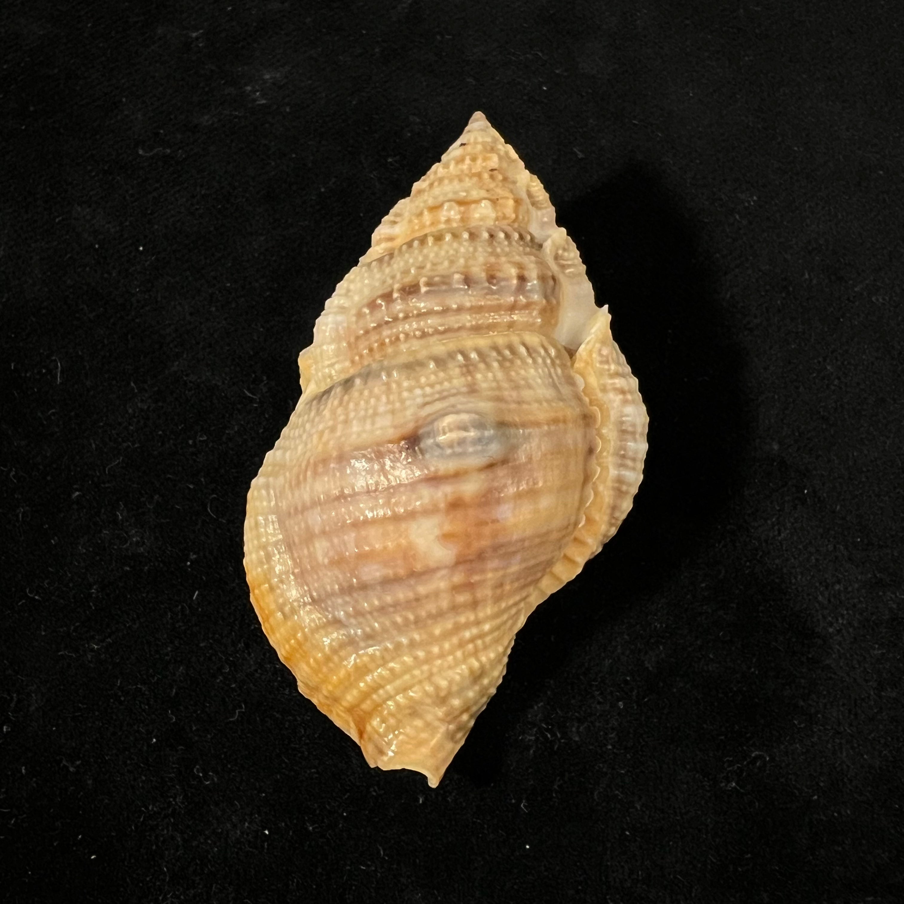 Marsupina bufo (Bruguière, 1792) - 62,1mm