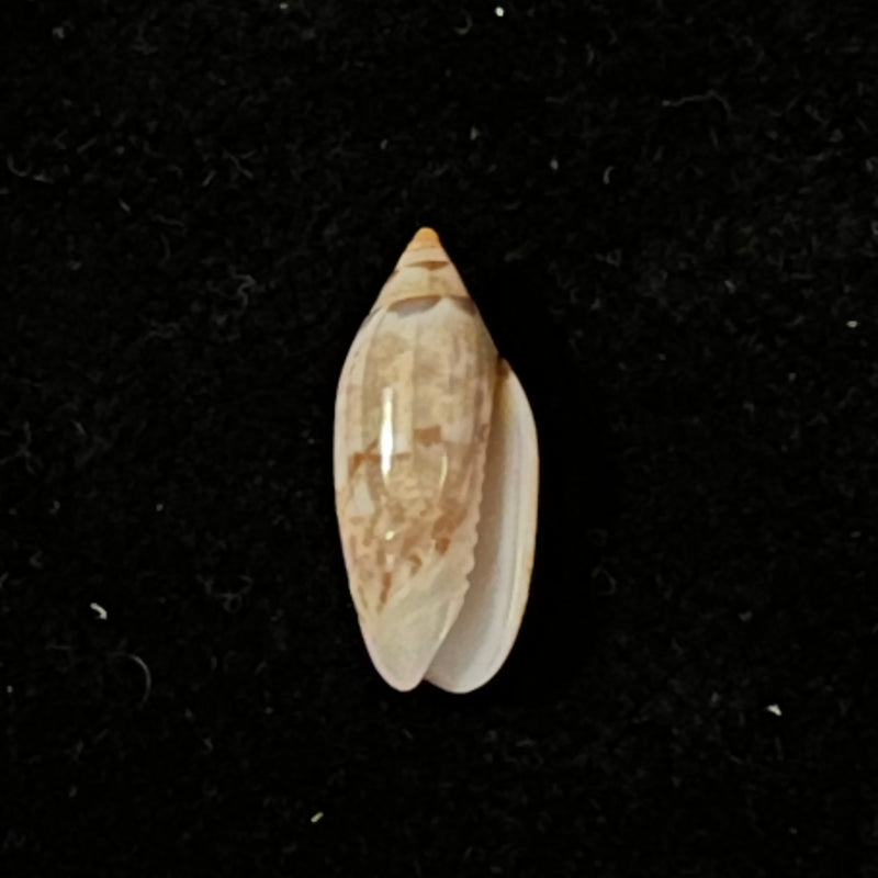 Oliva polita f. marquesana (Petuch & Sargent, 1985) - 14,9mm