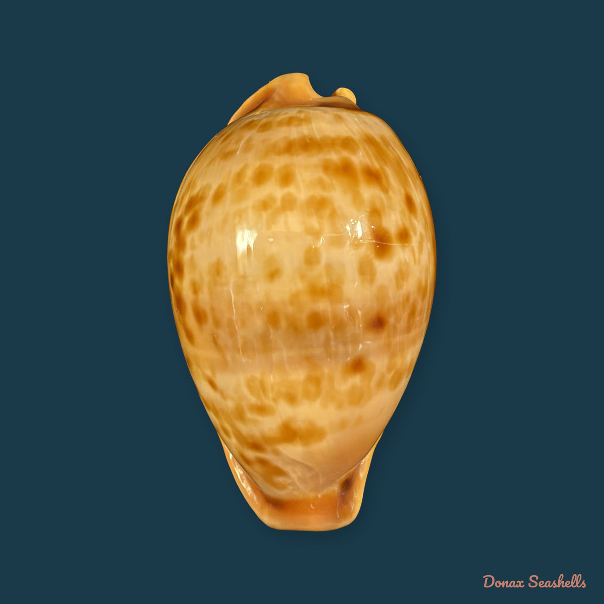 Propustularia surinamensis (G. Perry, 1811) - 44,9mm