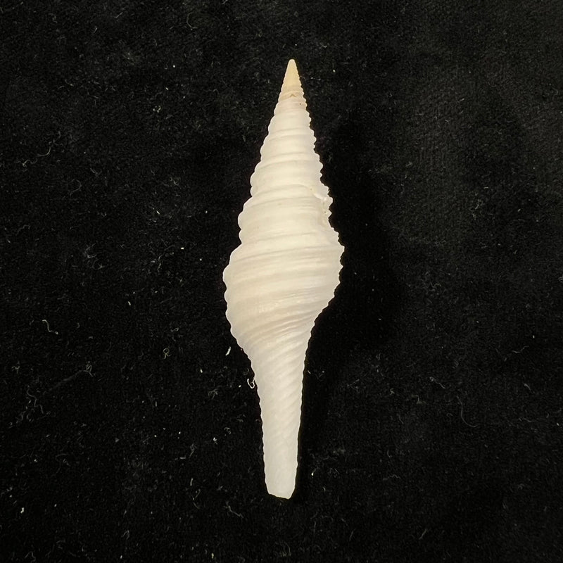 Polystira albida (G. Perry, 1811) - 61mm