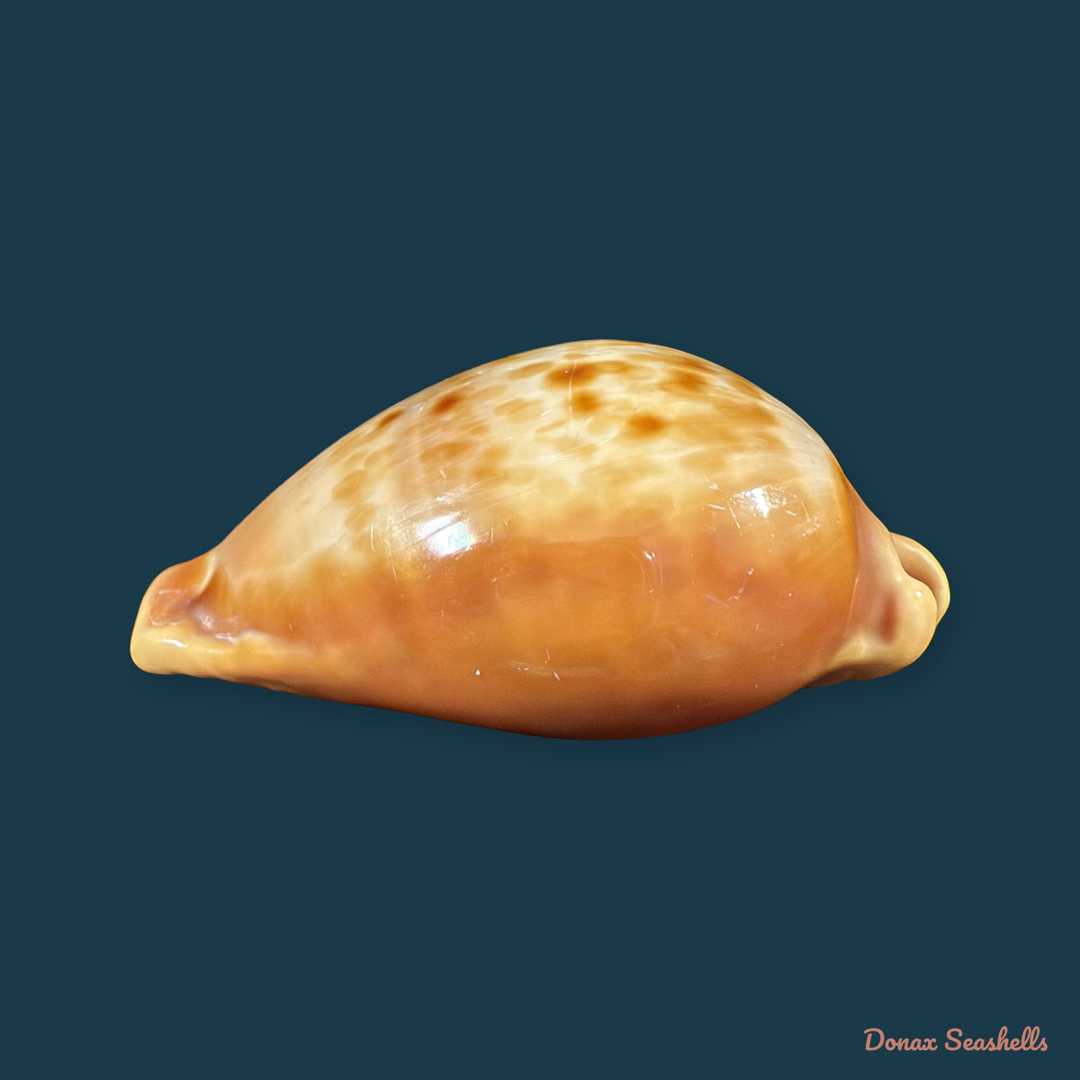 Propustularia surinamensis (G. Perry, 1811) - 44,9mm