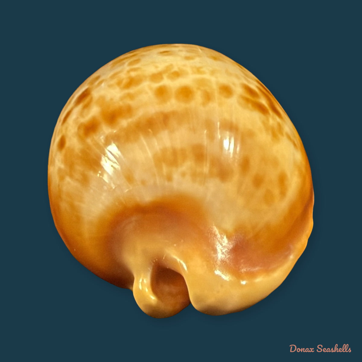 Propustularia surinamensis (G. Perry, 1811) - 44,9mm
