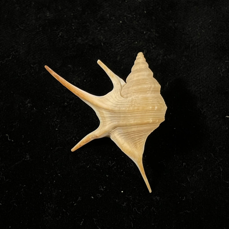 Aporrhais pesgallinae Barnard, 1963 - 36,7mm