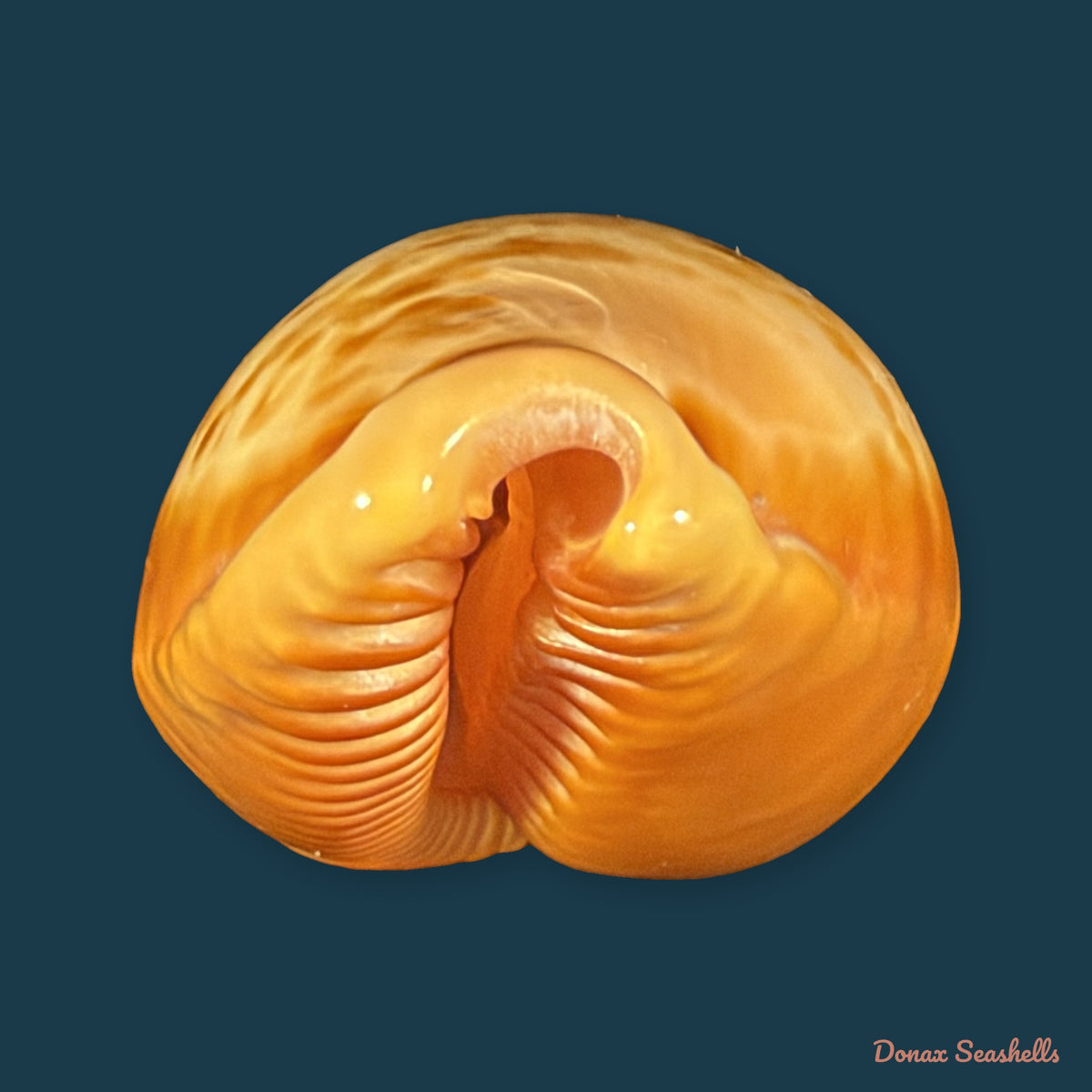 Propustularia surinamensis (G. Perry, 1811) - 44,9mm