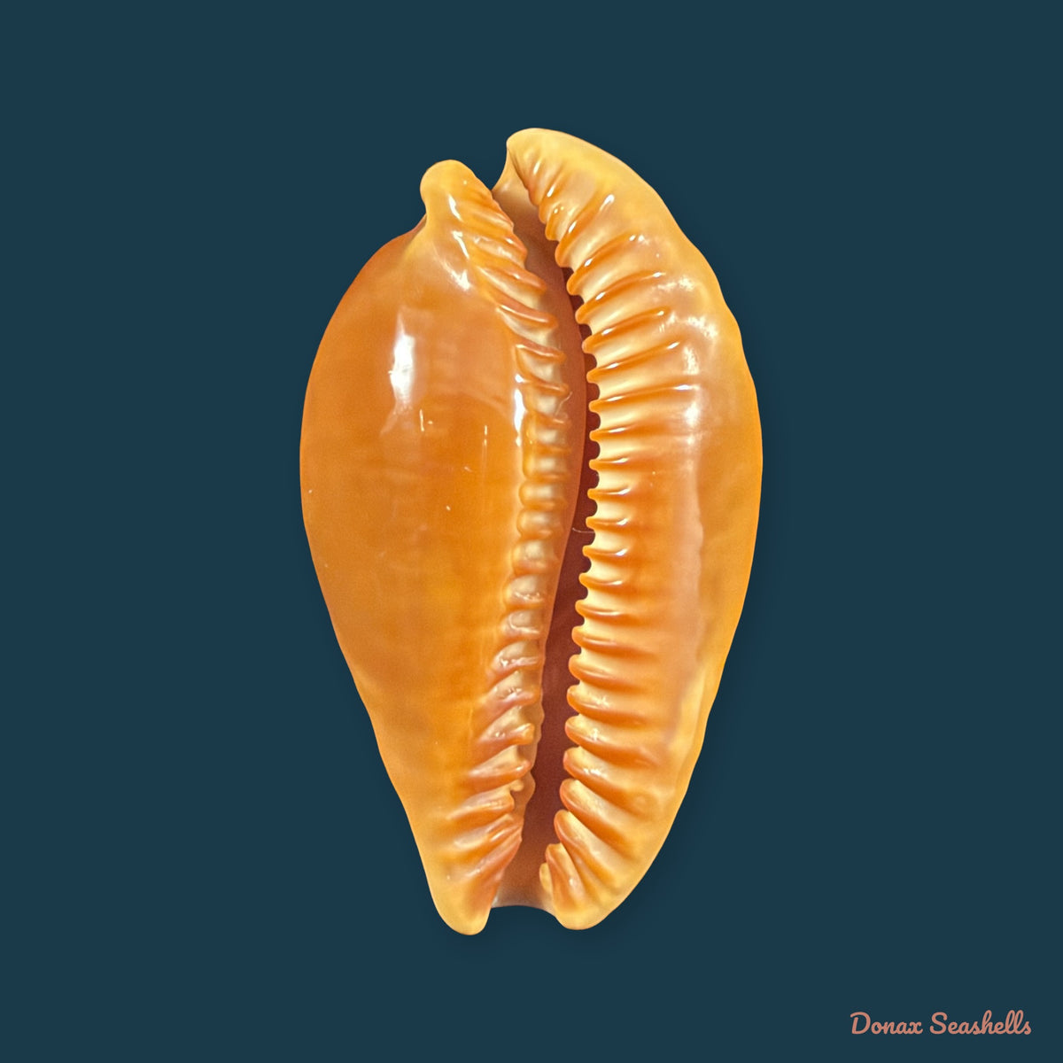 Propustularia surinamensis (G. Perry, 1811) - 44,9mm