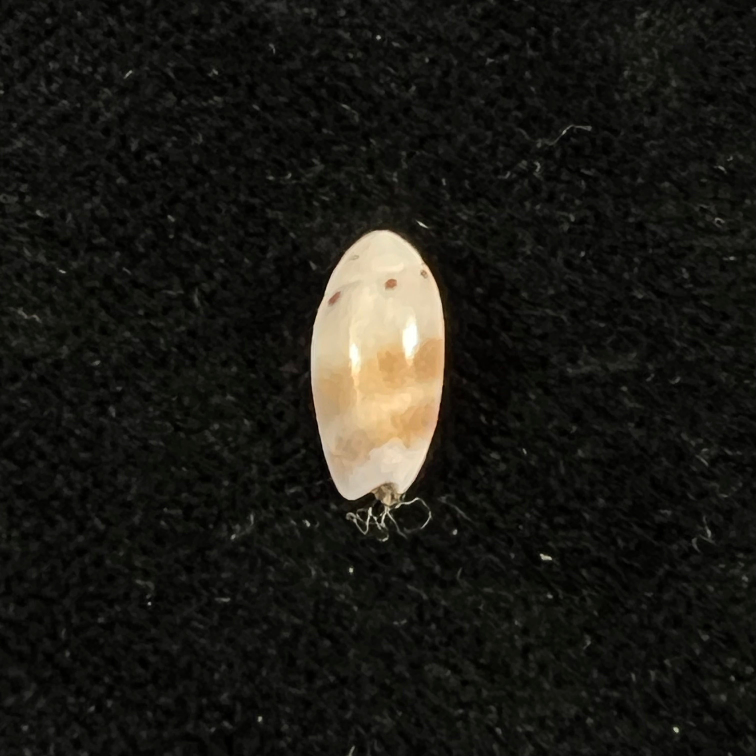 Olivella millepunctata (Duclos, 1840) - 11,1mm