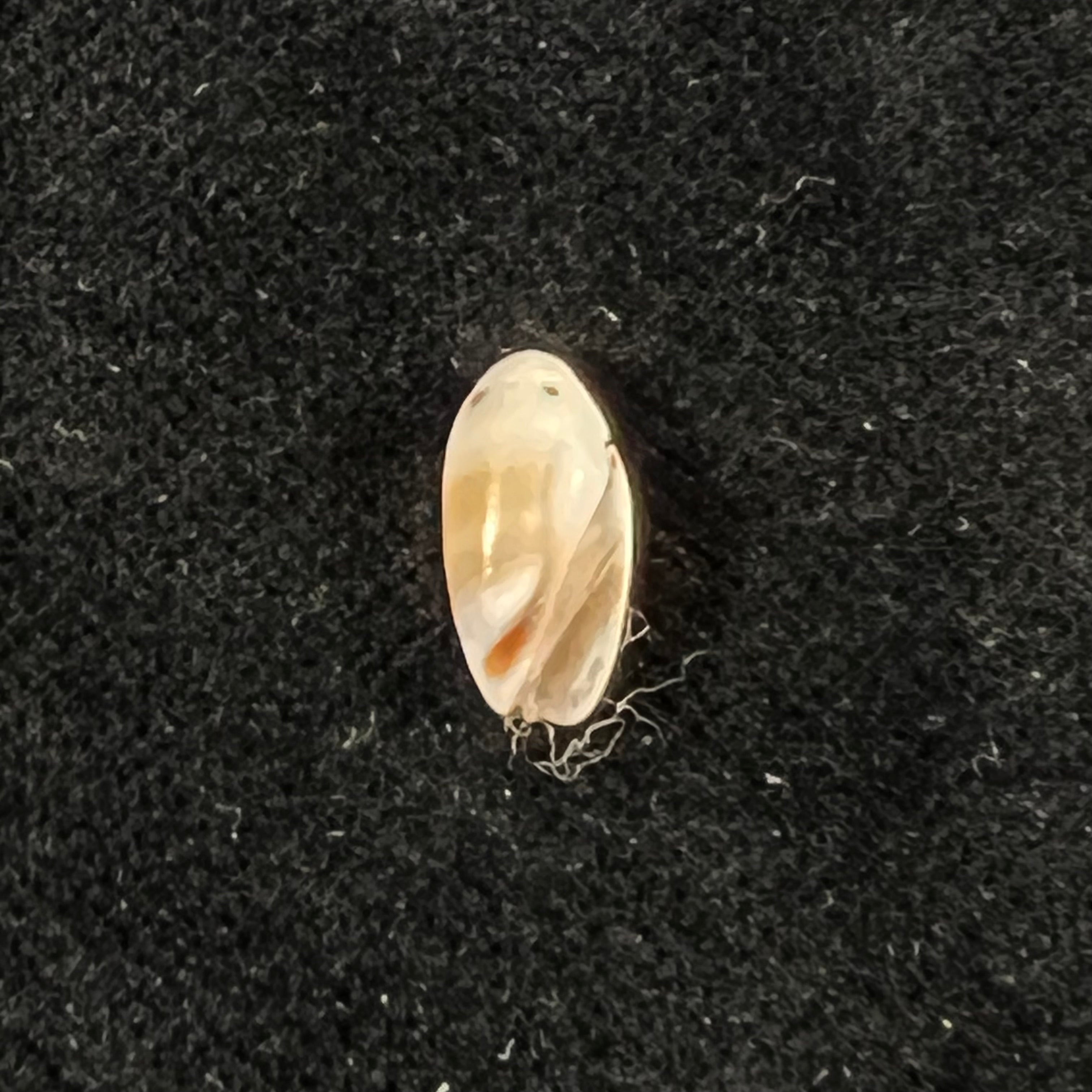 Olivella millepunctata (Duclos, 1840) - 11,1mm