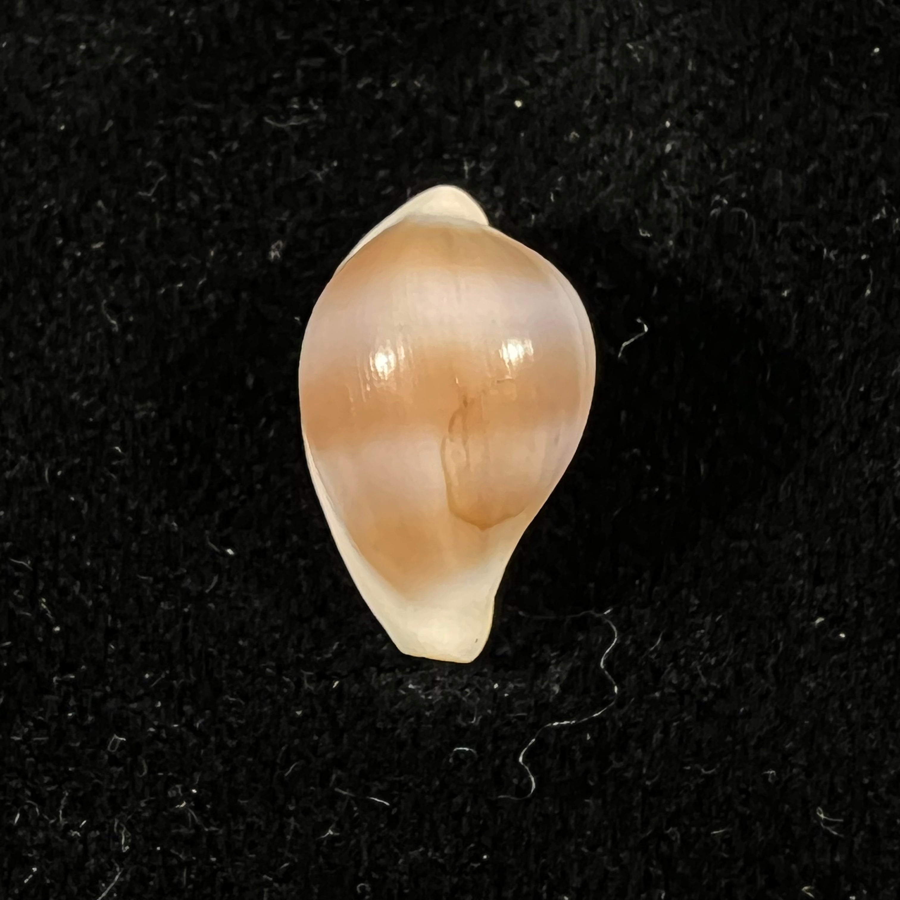 Margovula tinctilis C. N. Cate, 1973 - 14,8mm