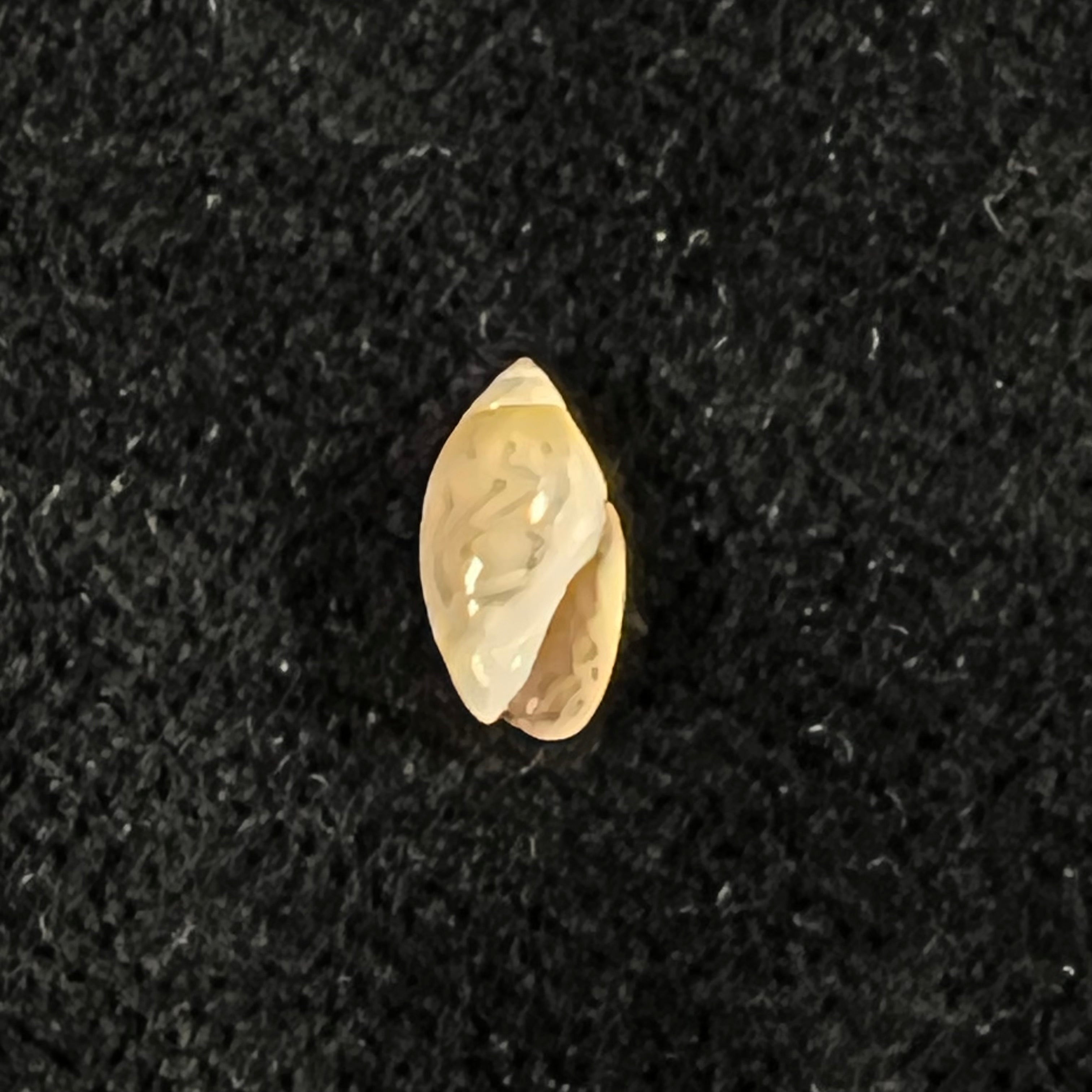Olivella mutica (Say, 1822) - 8mm