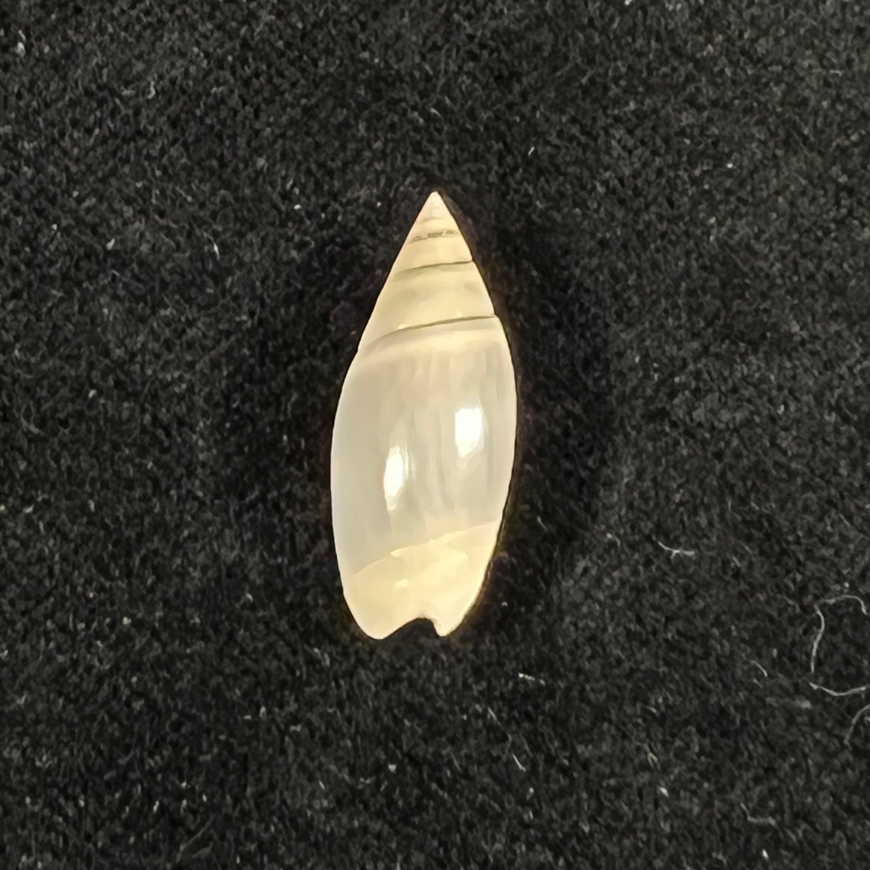 Olivella volutella (拉马克, 1811) - 21,7mm