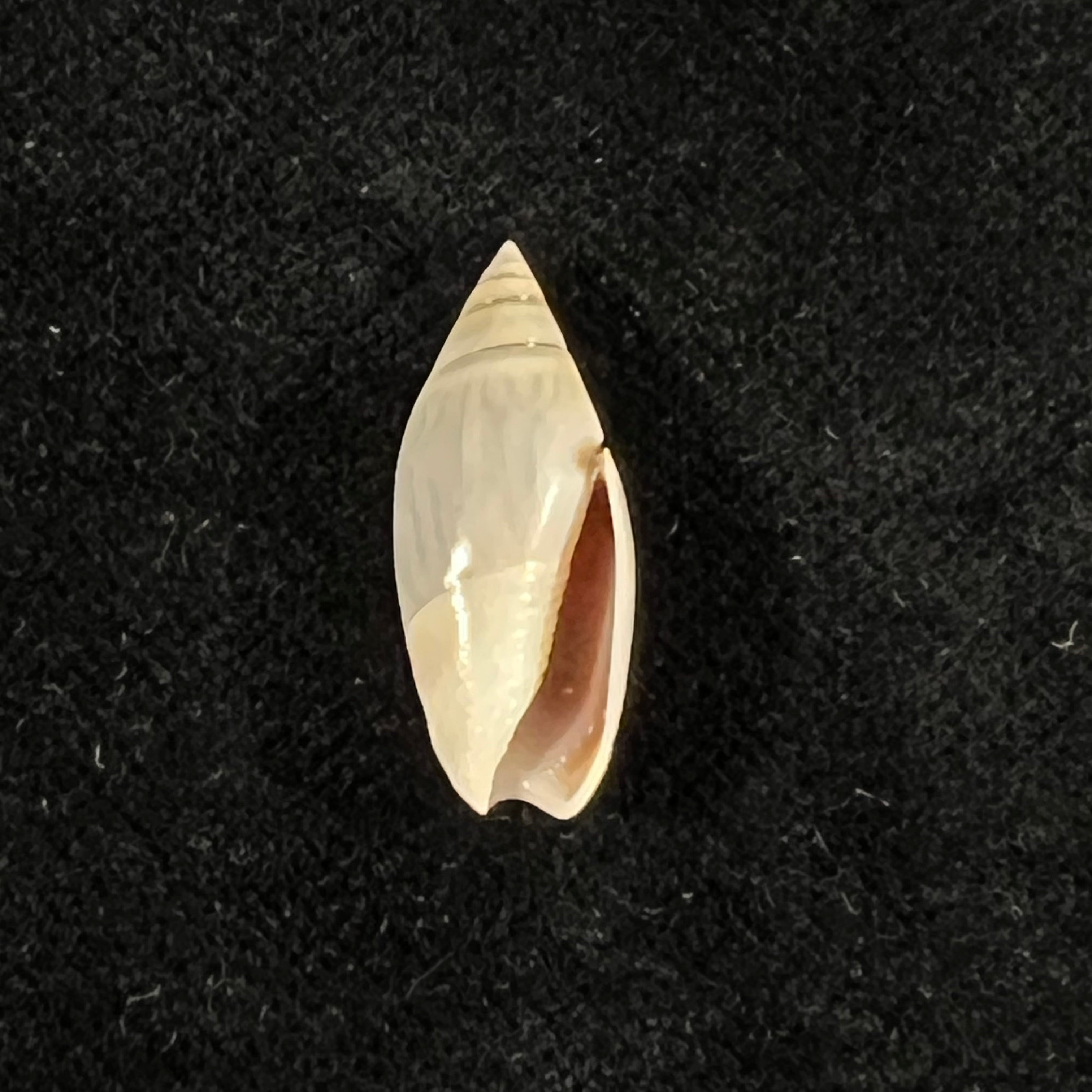 Olivella volutella (拉马克, 1811) - 21,7mm