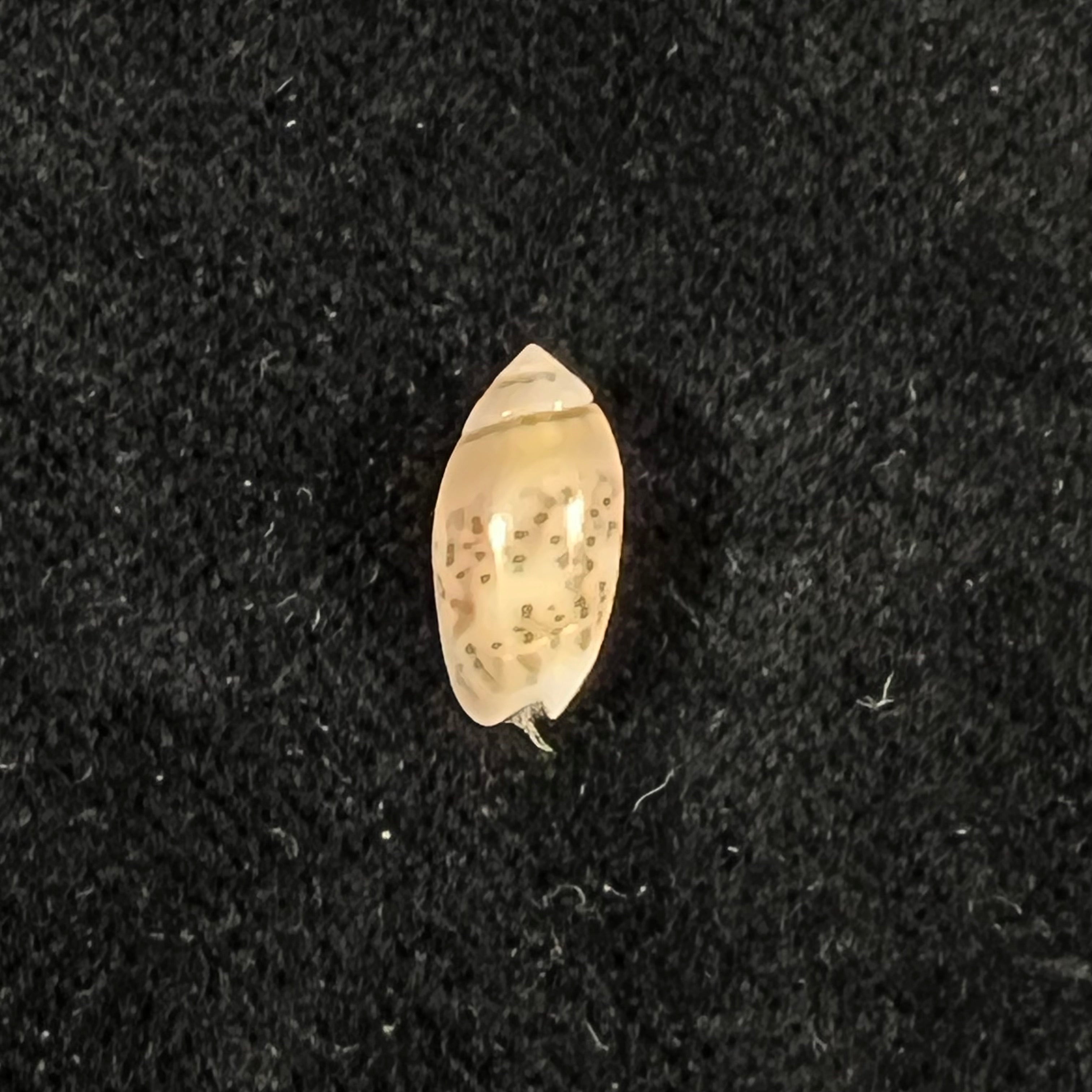 Olivella zenopira (杜克洛, 1835) - 11,3mm