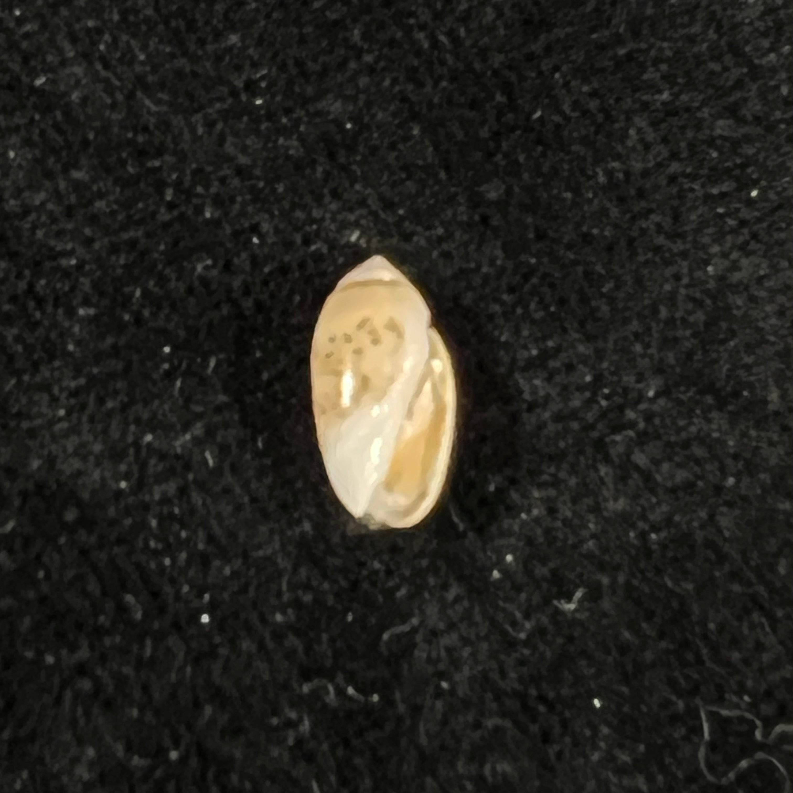 Olivella zenopira (杜克洛, 1835) - 11,3mm