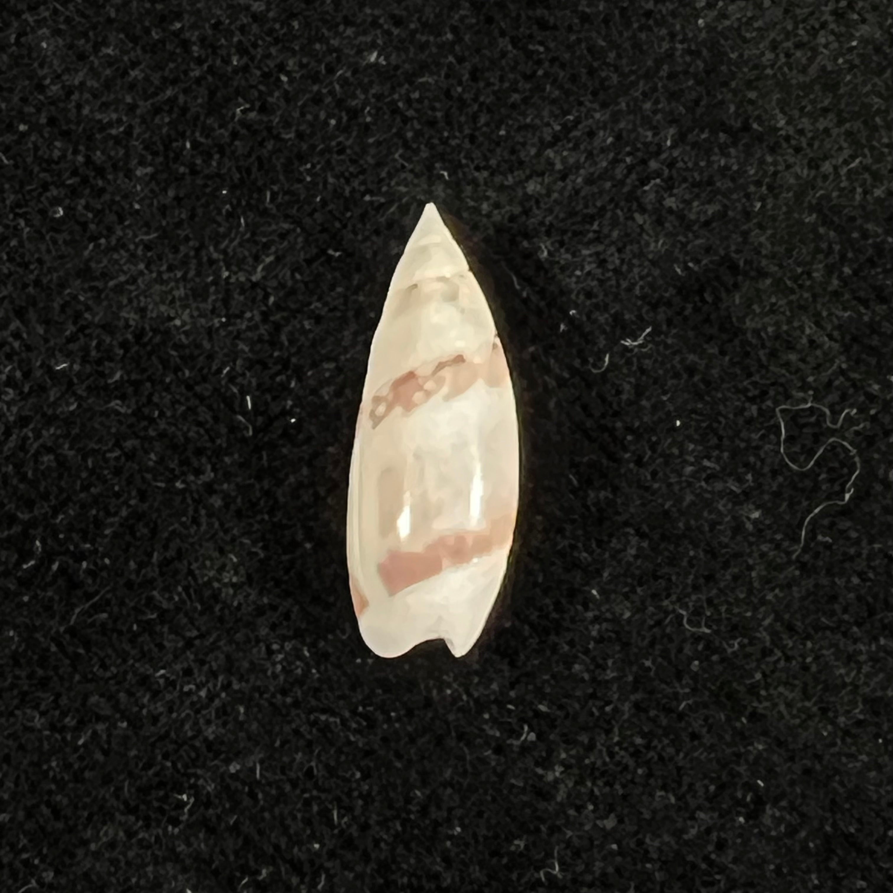 Olivella nivea (Gmelin, 1791) - 20,1mm