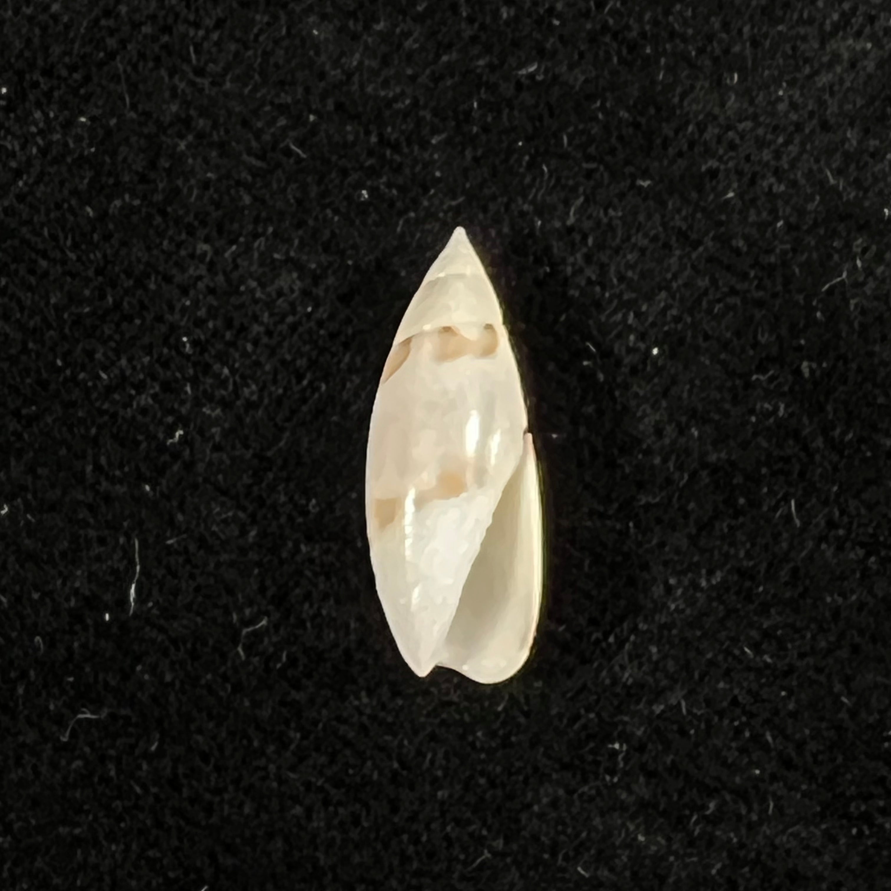 Olivella nivea (Gmelin, 1791) - 20,1mm