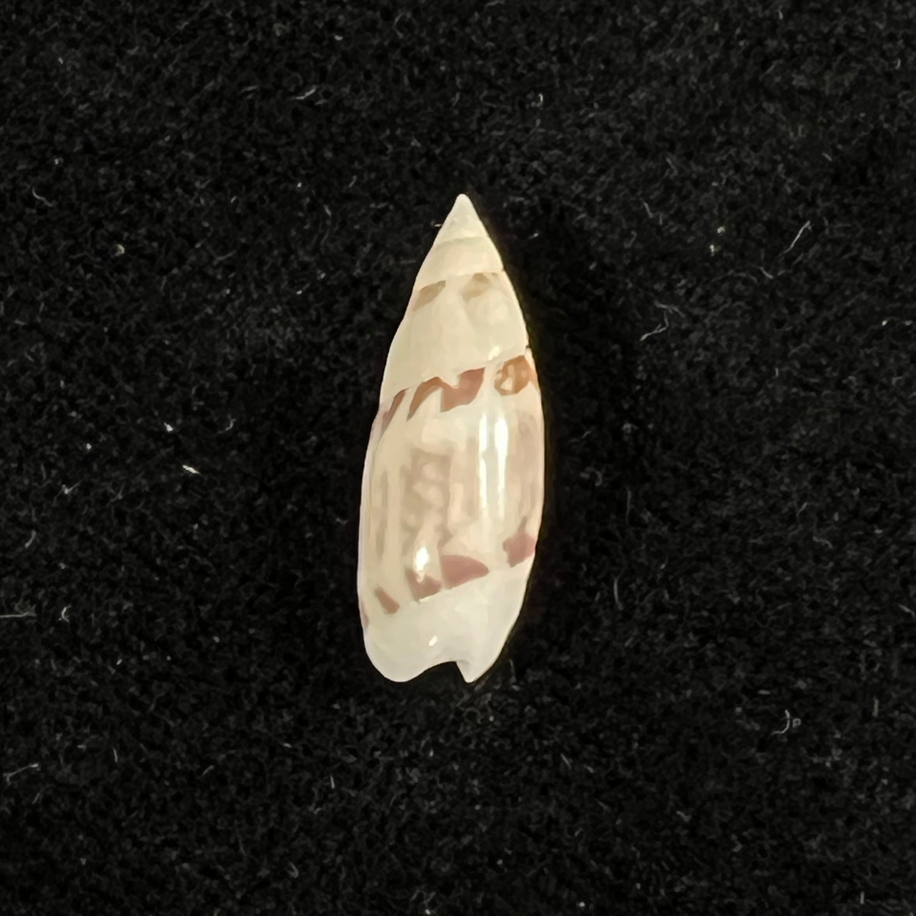 Olivella nivea (Gmelin, 1791) - 18,6mm