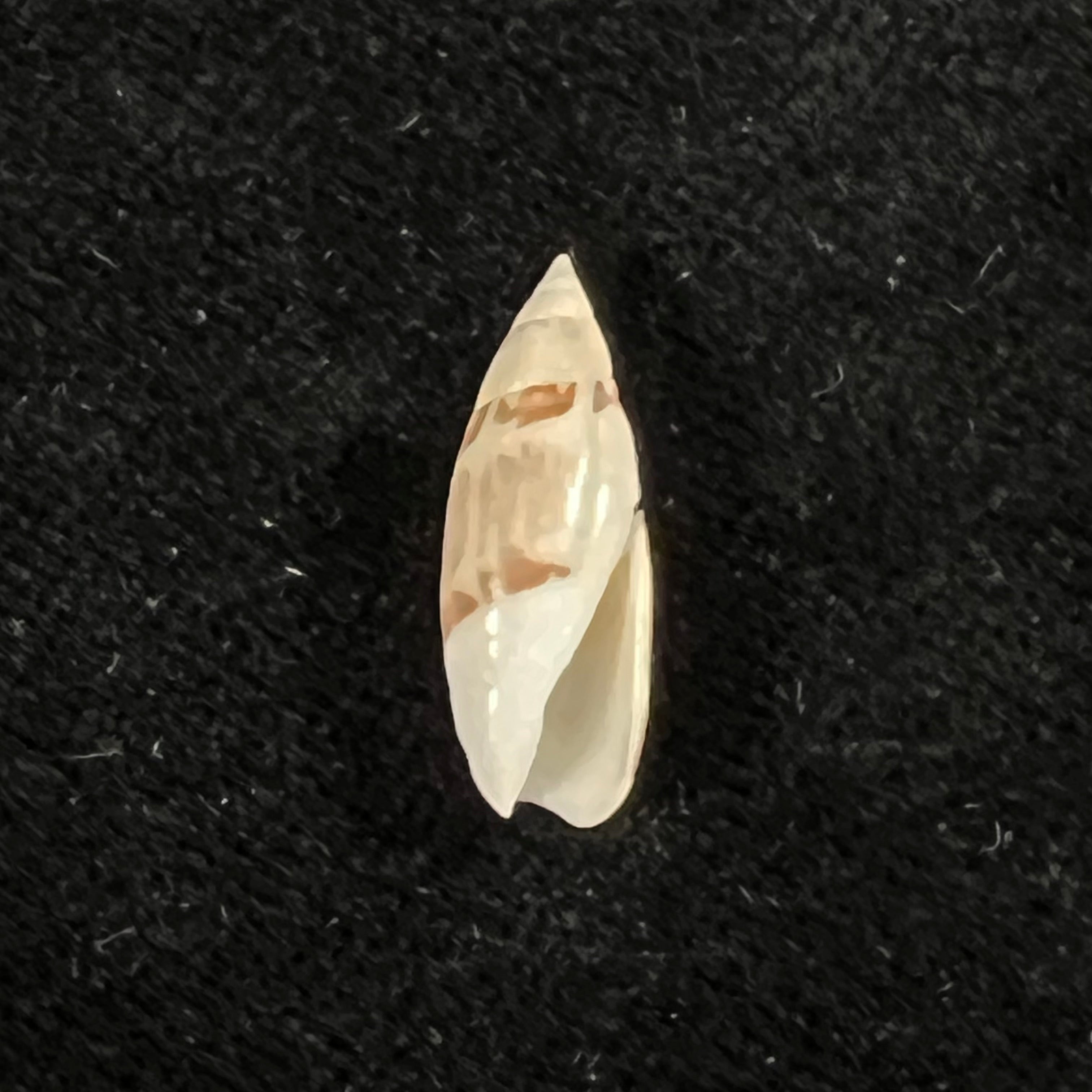 Olivella nivea (Gmelin, 1791) - 18,6mm