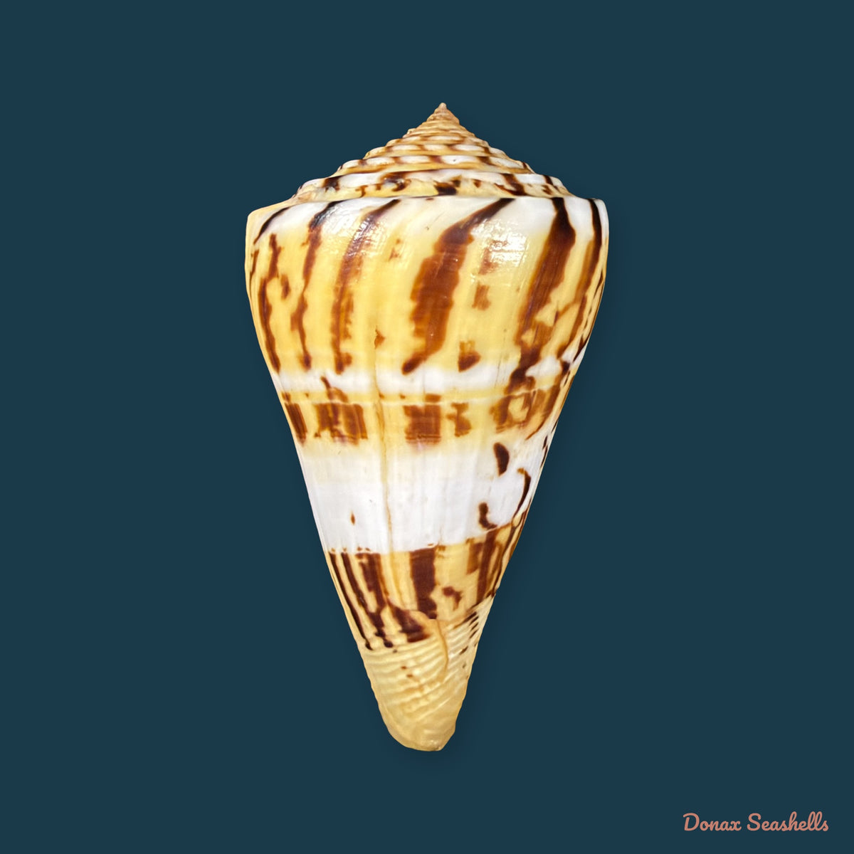 Conasprella centurio (Born, 1778) - 70,4mm
