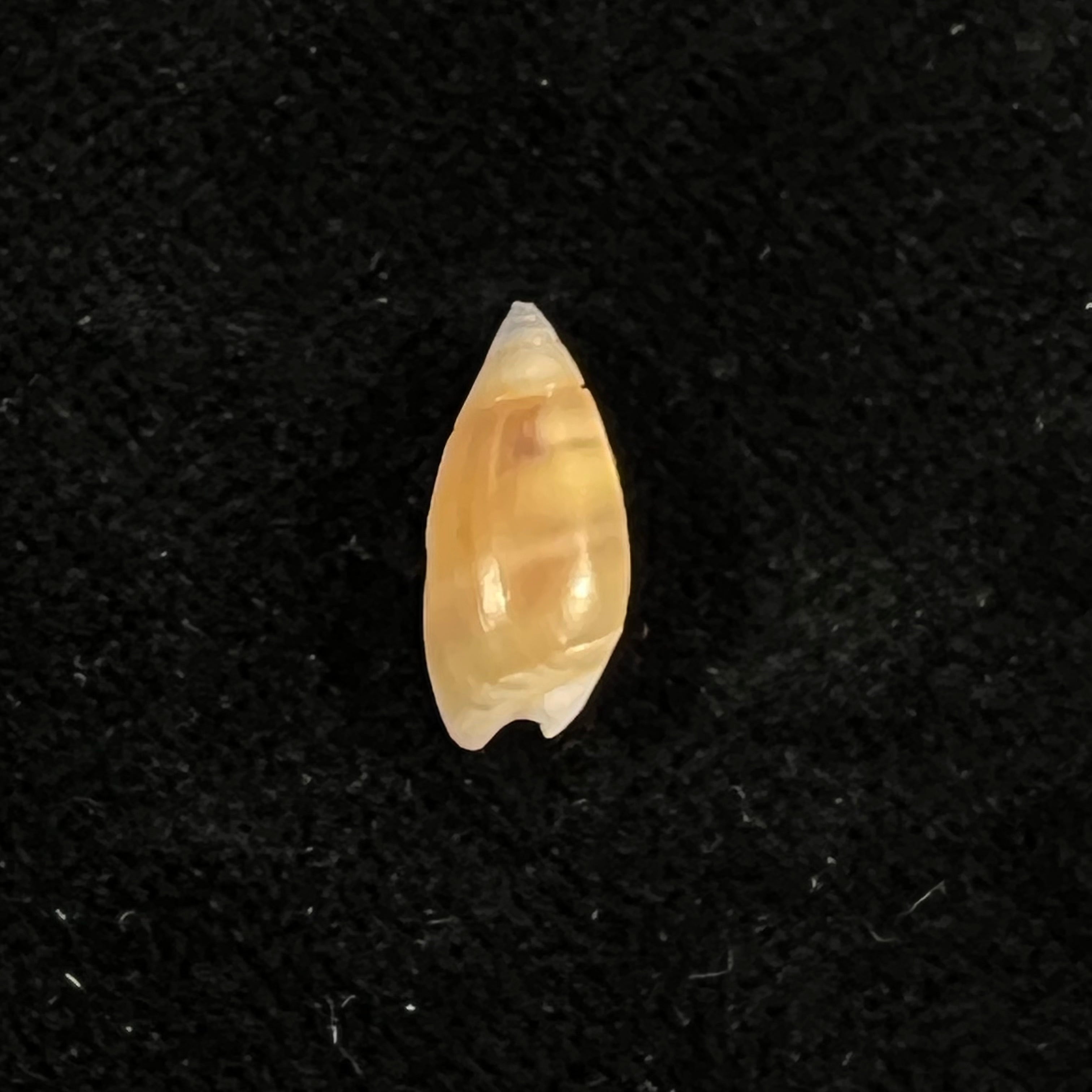 Pachyoliva semistriata (Gray, 1839) - 14mm